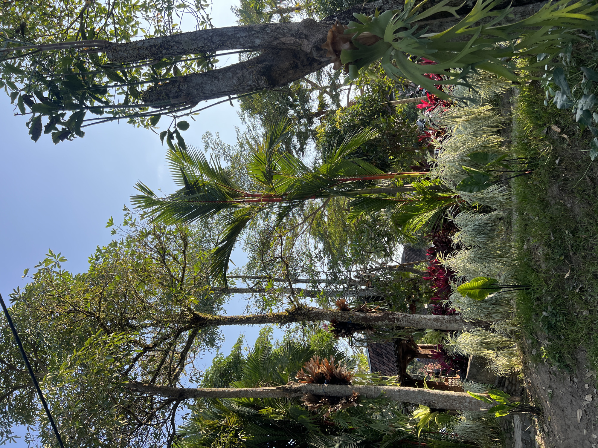 This image depicts an outdoor scene in Tlogoadi, Indonesia, likely a garden or park area. The foreground is dominated by lush green vegetation, including various types of plants with large leaves and cascading fronds. Sunlight filters through the dense foliage, casting shadows and highlighting the textures of the leaves and moss-covered trees. In the middle ground, a traditional Indonesian structure with a tiled roof, possibly a gazebo or pavilion, is partially visible through the trees. The background reveals a clear blue sky with the tops of tall trees. The overall atmosphere is tranquil and natural, indicative of a tropical environment. There are no people or animals visible in the frame.