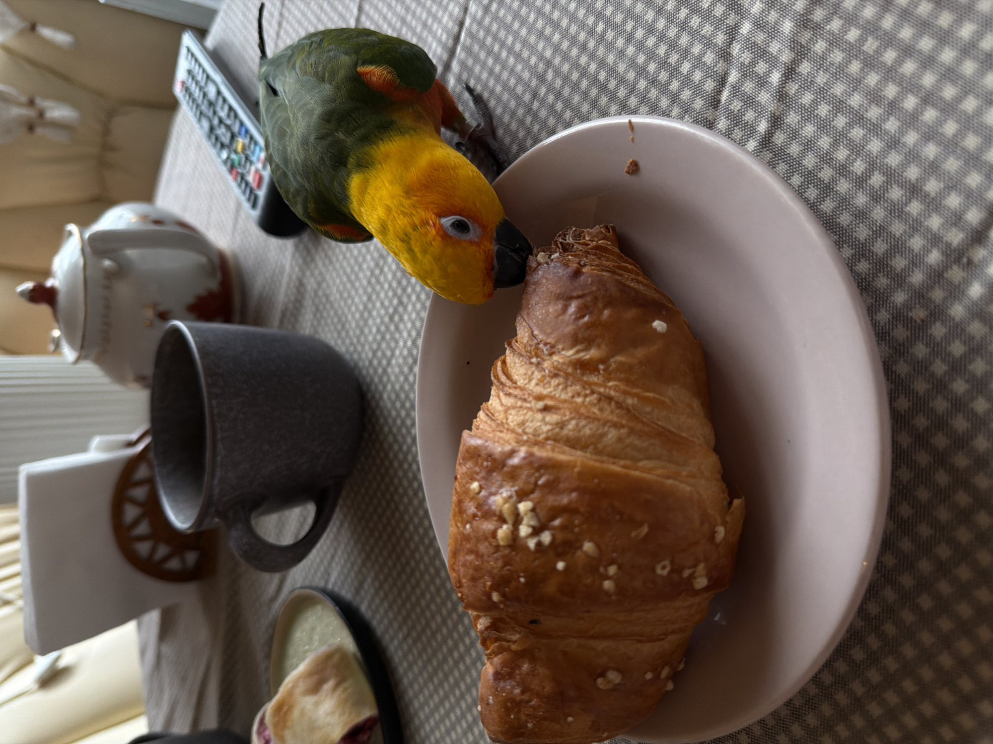 In Khimki, Russia, on a checkered tablecloth, a Sun Conure parrot with vibrant yellow and green plumage is perched on a light pink plate, pecking at a croissant. The croissant appears to be sprinkled with small nuts. In the background, a dark gray mug, a white teapot with red and gold detailing, and a television remote control are visible. A napkin holder with white napkins is also present. The scene suggests a domestic setting, likely a breakfast or a snack.