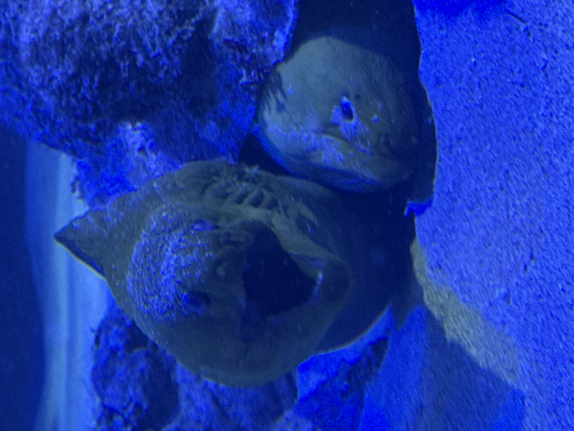 An underwater scene illuminated by blue light shows two moray eels in shallow water. The eel in the foreground is open-mouthed, revealing its teeth. The other eel is partially visible to the right. The eels are positioned against a sandy bottom with rock formations. The image is a photograph taken in Santa Marta, Colombia.