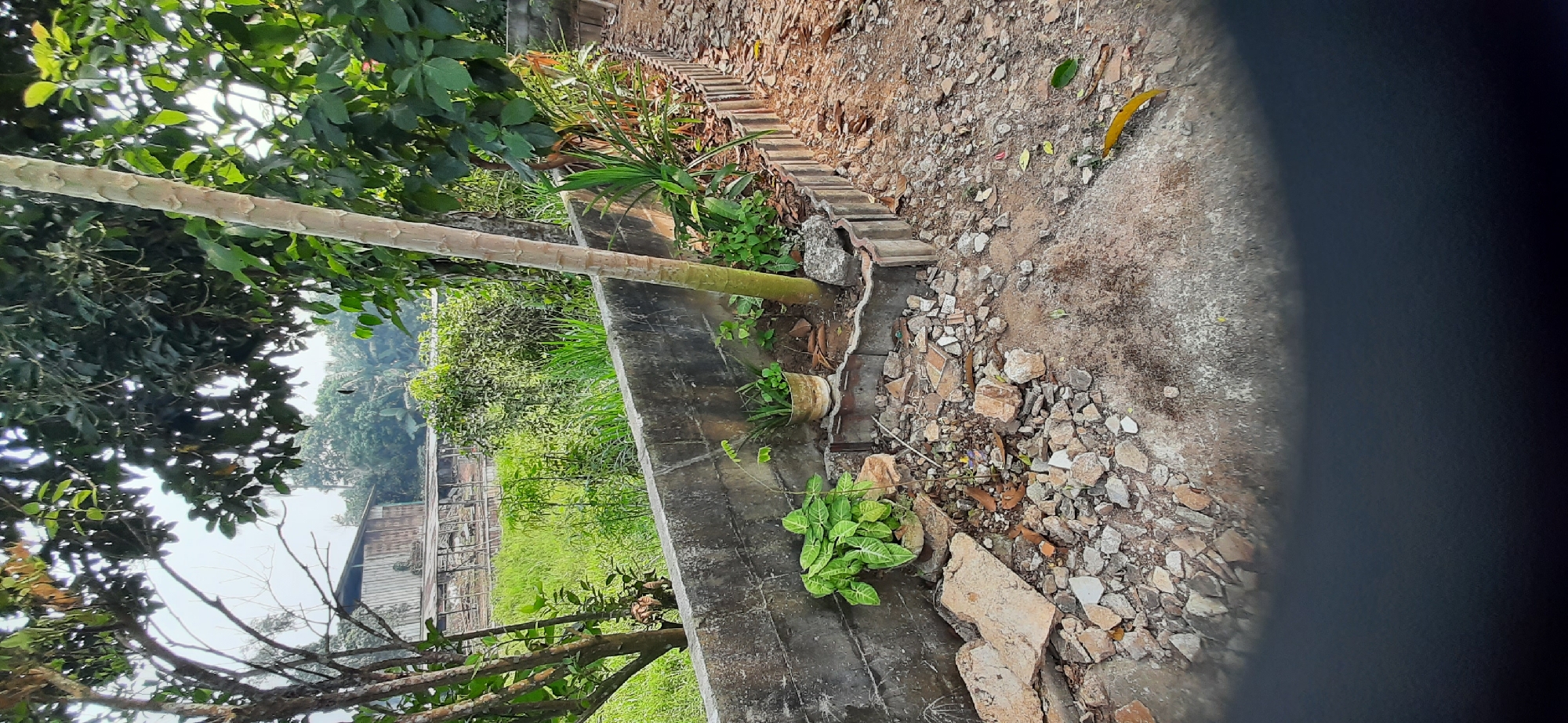 The image depicts an outdoor scene in Cisauk, Indonesia, with a focus on a section of a concrete block wall and its immediate surroundings. A tall, slender tree trunk, possibly a papaya tree, stands prominently near the wall. To the left of the wall, a lush green plant with broad leaves is visible, growing out of a pot. A smaller potted plant with thin green leaves is situated further to the right, near the base of the tree trunk. The ground adjacent to the wall is covered with rubble, including broken pieces of concrete and brick. A decorative border made of curved concrete sections runs along the edge of a pathway, which is also covered with debris and fallen leaves. Beyond the wall and rubble, a grassy field stretches out, with a wooden structure or building in the distance, partially obscured by trees and foliage. The overall impression is one of a somewhat unkempt outdoor area, likely a yard or garden space, with elements of both plant life and construction debris.