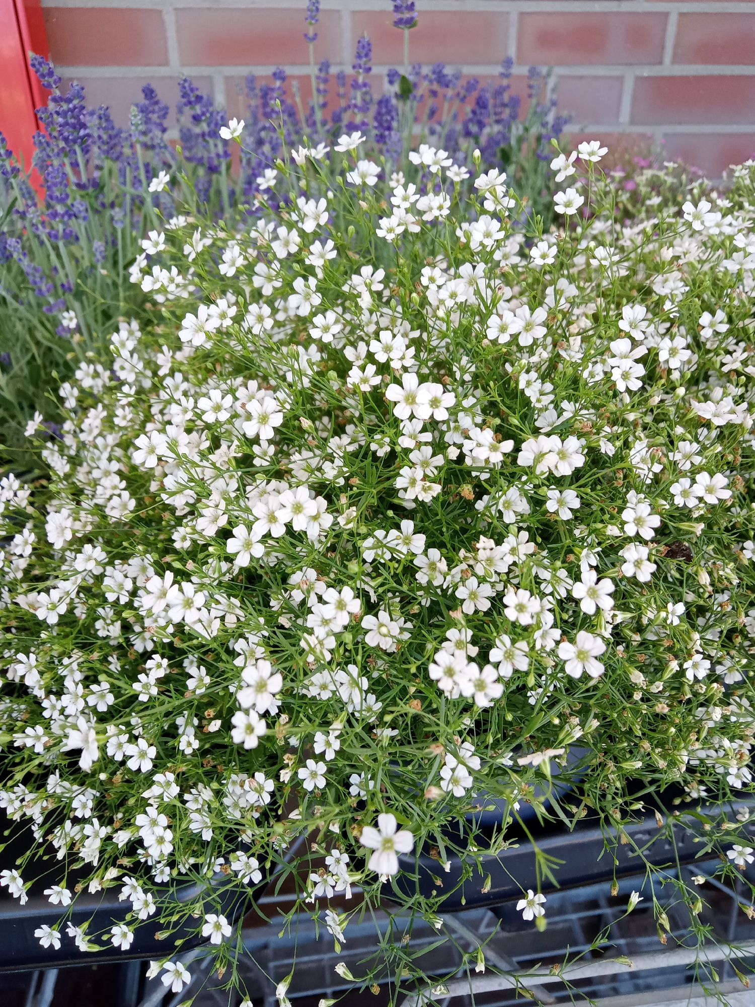 The image shows a close-up view of a dense planting of small white flowers, likely Gypsophila paniculata (baby's breath), with narrow green leaves. The flowers are in full bloom and create a fluffy, cloud-like appearance. In the background, blurred lavender plants with purple flower spikes are visible against a reddish-brown brick wall. The flowers are arranged in what appears to be a black plastic planter, partially visible at the bottom of the frame. The overall impression is of a vibrant floral display, potentially in a garden center or outdoor market in Schwerin, Germany, given the context of the prompt. No people are visible in the image.