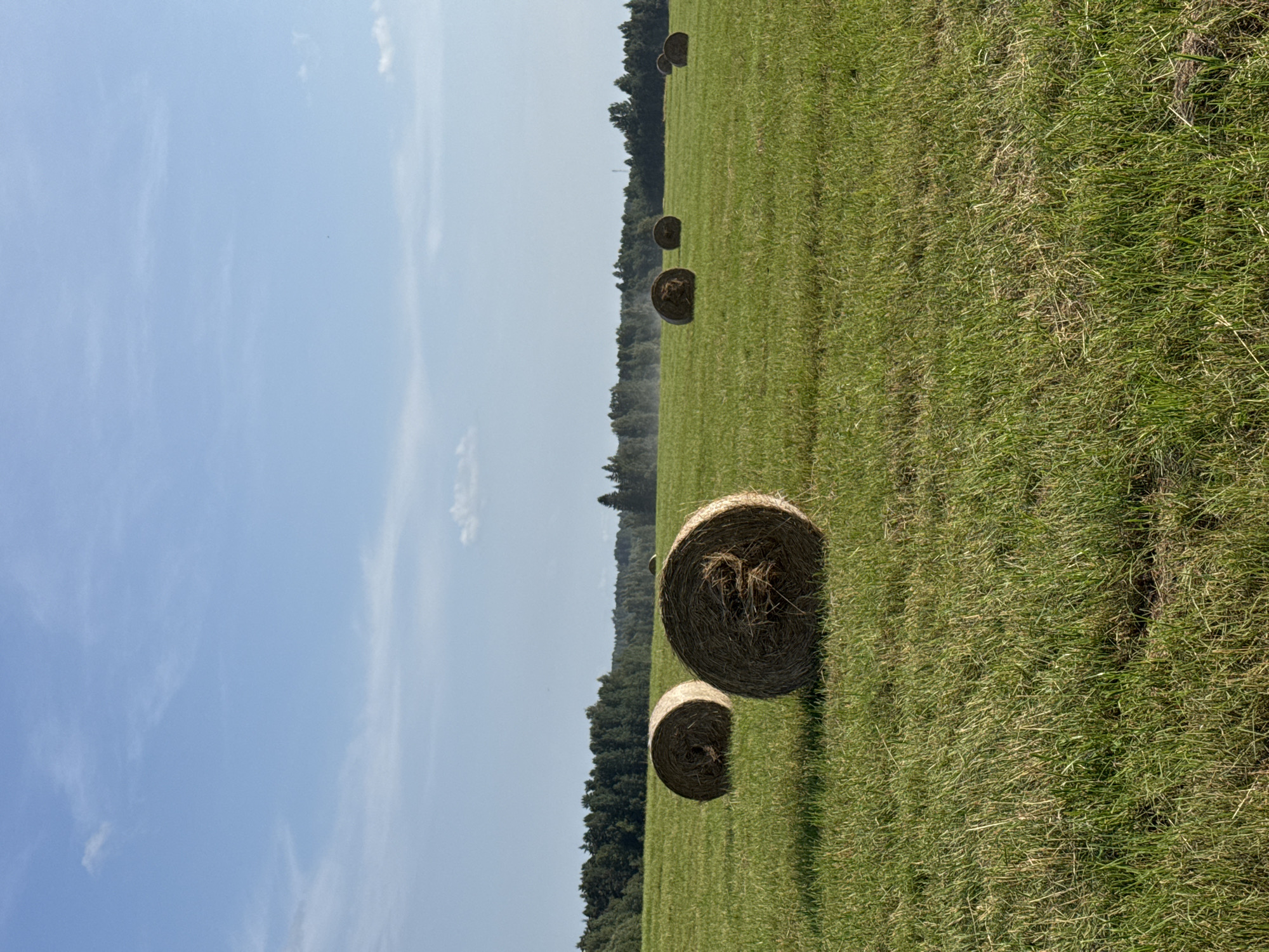 The image depicts a grassy field with several hay bales, located in Yablonovka, Russia. The field is green and lush, with tall grass. There are at least six hay bales visible, scattered across the field. In the background, there is a dense line of trees forming a forest. The sky above is a clear blue with a few wispy clouds. The lighting suggests it is a sunny day, possibly late afternoon, given the shadows cast by the hay bales. The scene is serene and pastoral.