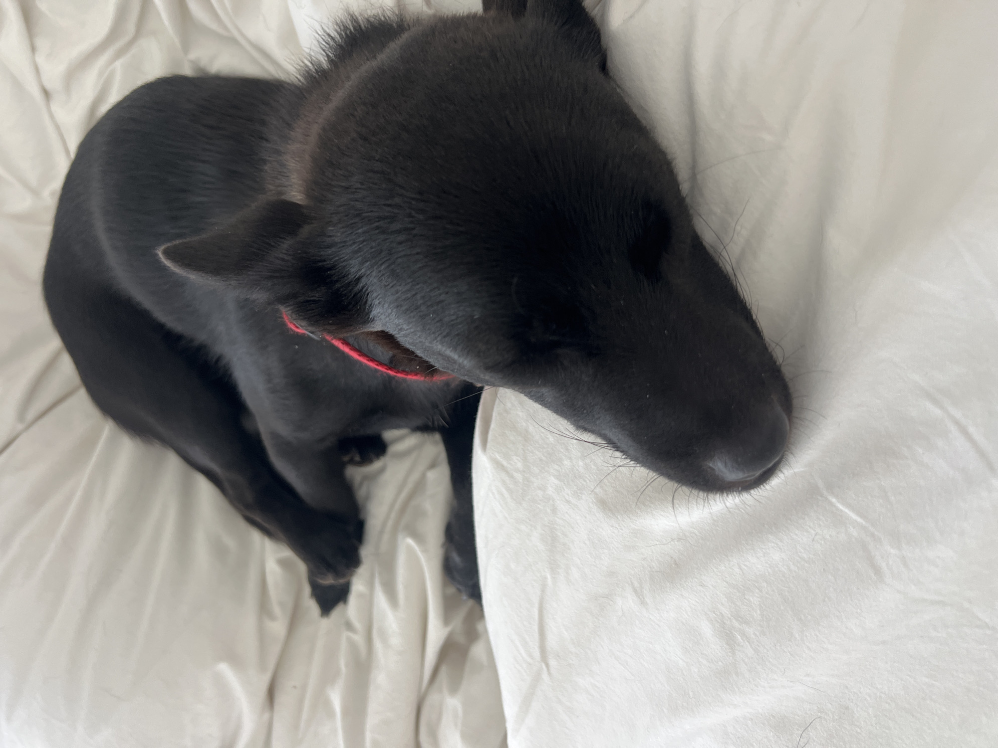 A black dog is curled up on a white bed. The dog is wearing a red collar. The dog's head is resting on the bed. The dog's eyes are closed. The location is unknown.
