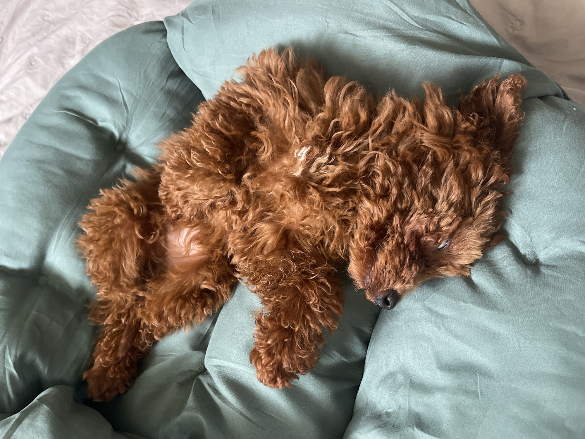 A reddish-brown poodle is lying on its back on a puffy, light green surface that may be a dog bed or cushion. The dog appears to be sleeping or very relaxed. The surface has a smooth texture with some visible seams. The background is indistinct but appears to be a light-colored fabric. The location is not discernible from the image.