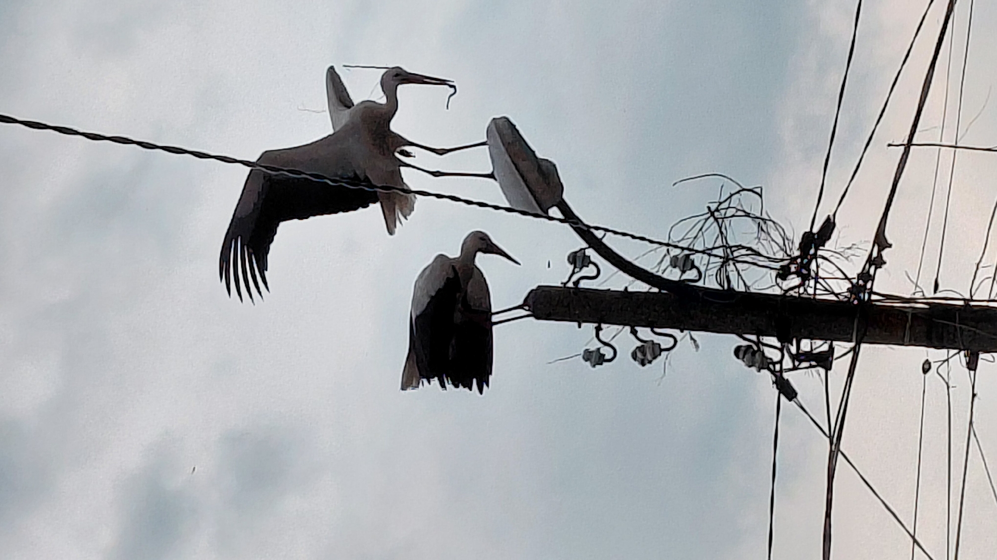 Two white storks are present in the image. One is perched on a utility pole, while the other is in flight, carrying a twig or a worm in its beak, and appears to be approaching the pole. The pole is equipped with electrical wires, insulators, and a street light fixture. The sky is overcast and gray. The location is presumed to be in an urban area due to the presence of the utility pole. The city and country are unknown.