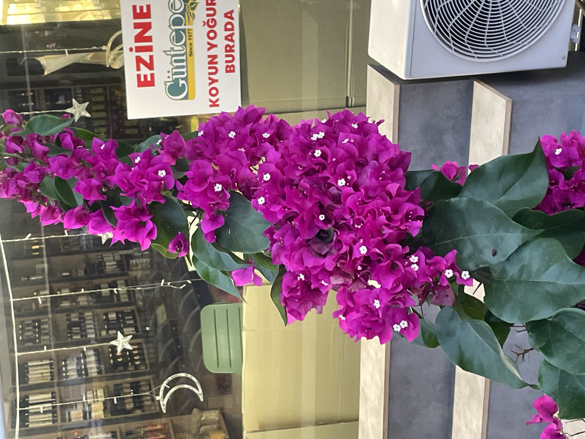 In Kadıköy, Turkey, a vibrant bougainvillea plant with bright pink bracts and green leaves is prominently displayed in front of a shop. The shop's interior, visible through the window, contains shelves stocked with various bottles and jars. Decorative string lights, including a crescent moon and a star, hang across the window. To the right of the bougainvillea, a white sign with red and green lettering is visible, advertising "EZİNE GÜNTEPE" and "KOYUN YOĞURDU BURADA" (Sheep Yogurt Here). Below the sign, a white air conditioning unit is mounted on the exterior wall. The plant itself is the primary subject, with its lush foliage and colorful blooms drawing the viewer's attention. The overall scene suggests a welcoming storefront in an urban setting.