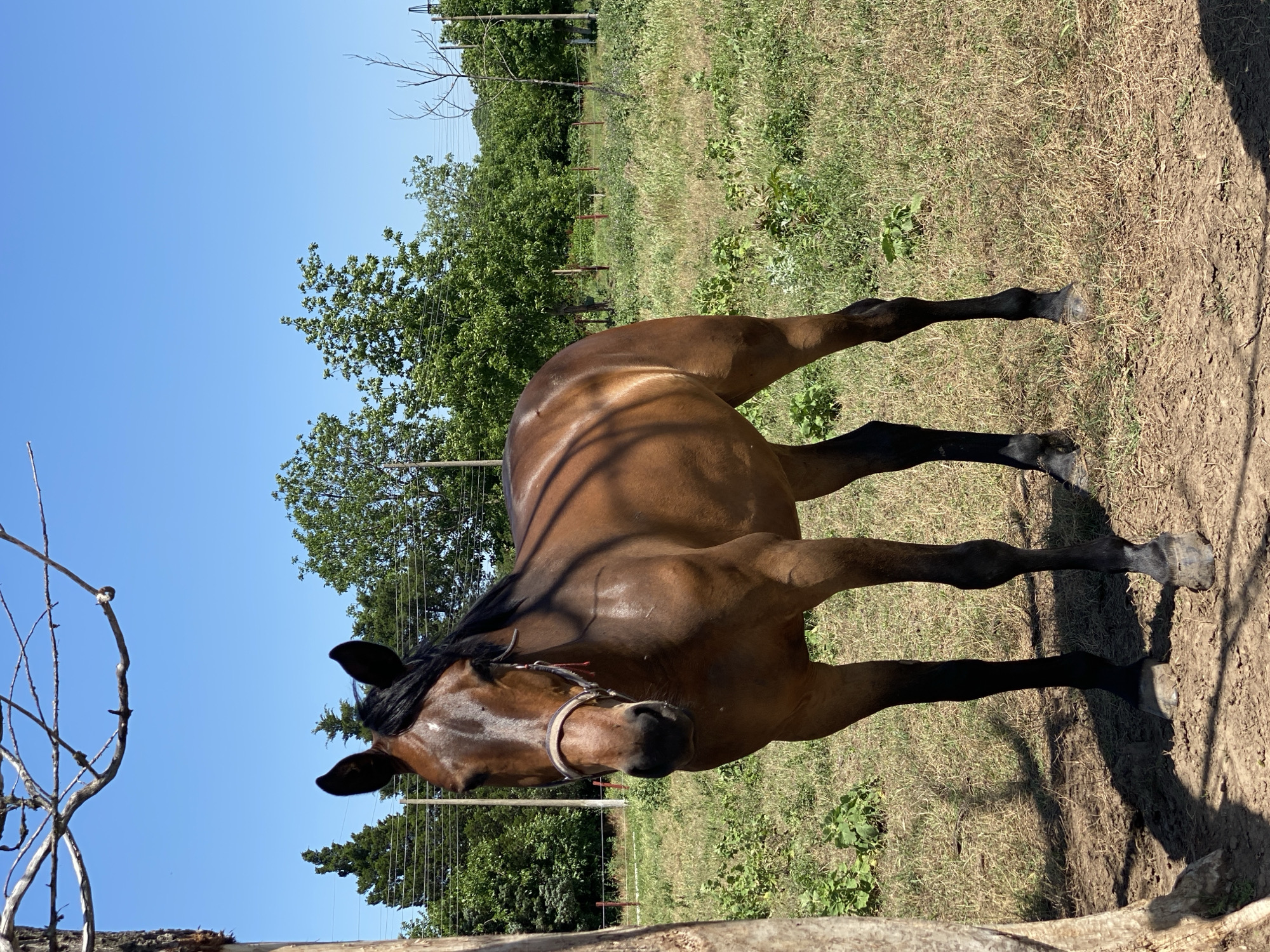A bay horse with a white blaze on its forehead and black mane stands in a field in Slavovitsa, Bulgaria. The horse wears a light-colored halter with red details. Its lower legs and hooves are dark, contrasting with its brown coat. The animal is positioned on a patch of dry grass and dirt, partially shaded by a large tree trunk on the left, from which bare branches extend into the upper left of the frame. In the midground, a wire fence with red-capped posts traverses a mixed grassy and weedy area. Green trees and utility poles with power lines are visible behind the fence, extending to the horizon. The sky is clear and bright blue. Strong sunlight casts distinct shadows on the ground.