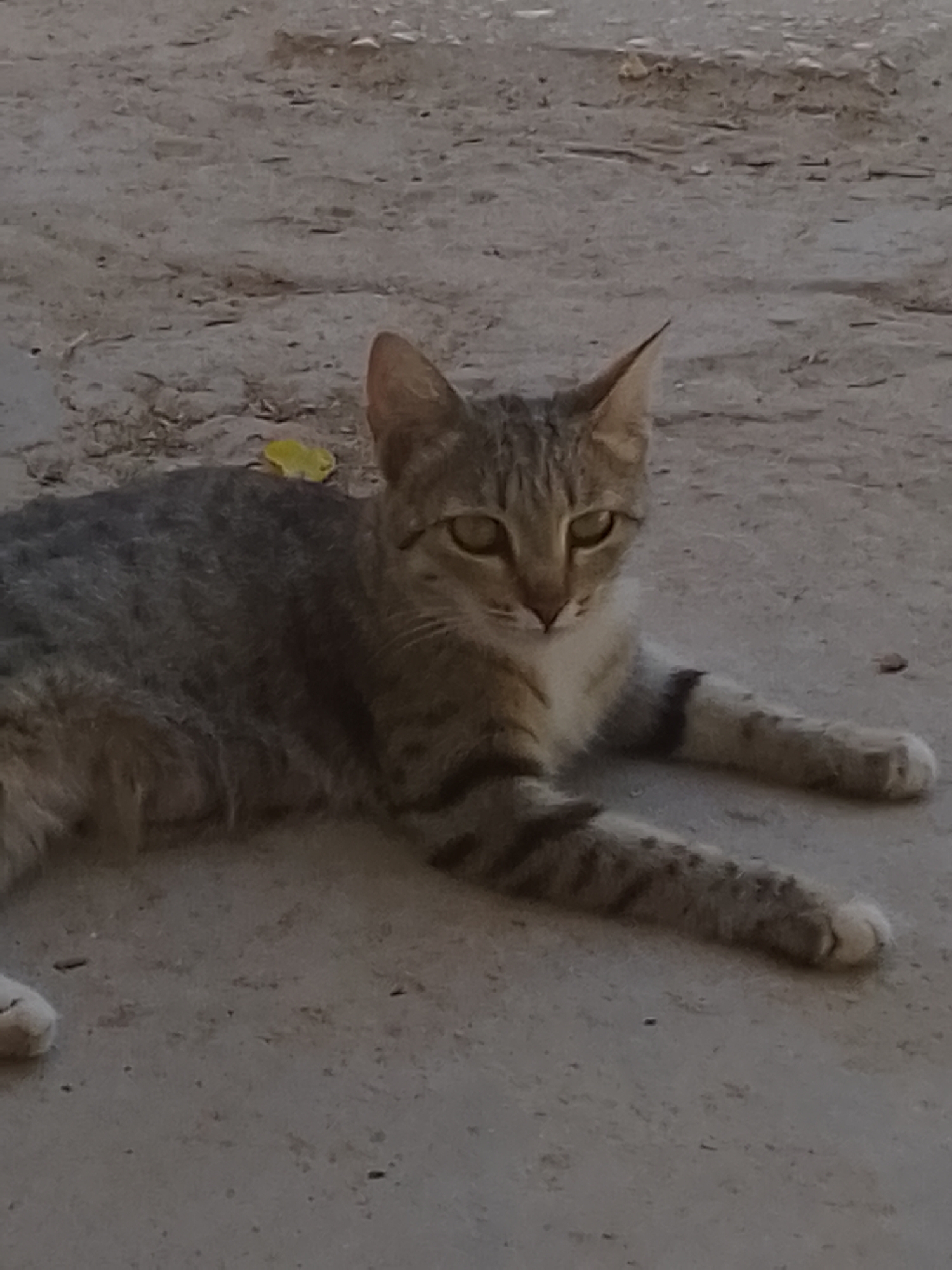 A tabby cat with grey and brown stripes, white chest, and yellow eyes lies on a dirt or gravel surface. Its head is turned slightly towards the camera, and its front paws are extended forward. There is a small yellow leaf on the ground behind the cat's back. The background is a mottled grey and brown texture, suggesting an outdoor environment.