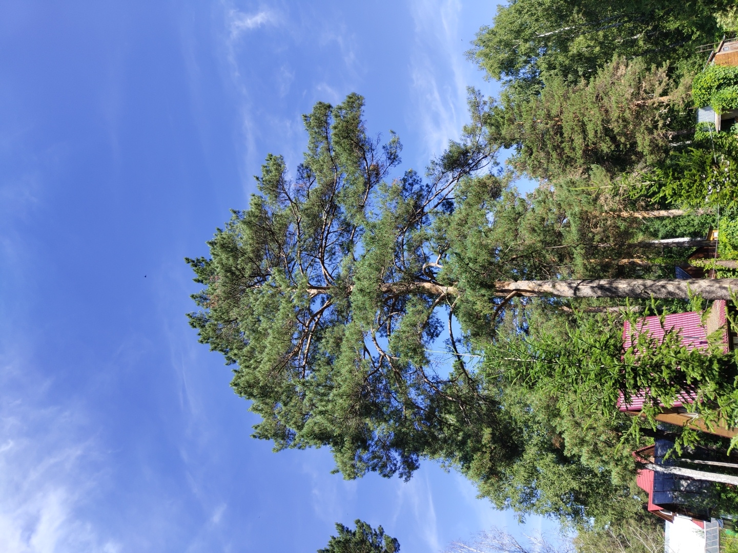 The image shows a clear blue sky with wispy clouds above a dense forest. A large pine tree dominates the center of the frame, its branches reaching towards the sky. Several smaller evergreen trees and deciduous trees are visible throughout the scene, creating a lush green canopy. In the foreground, the rooftops of several buildings, some with red corrugated metal roofs, are peeking through the trees. The overall impression is one of a natural, rural setting, possibly on the outskirts of the city of Pionerskii, Russia. There are no people or animals visible in the image.