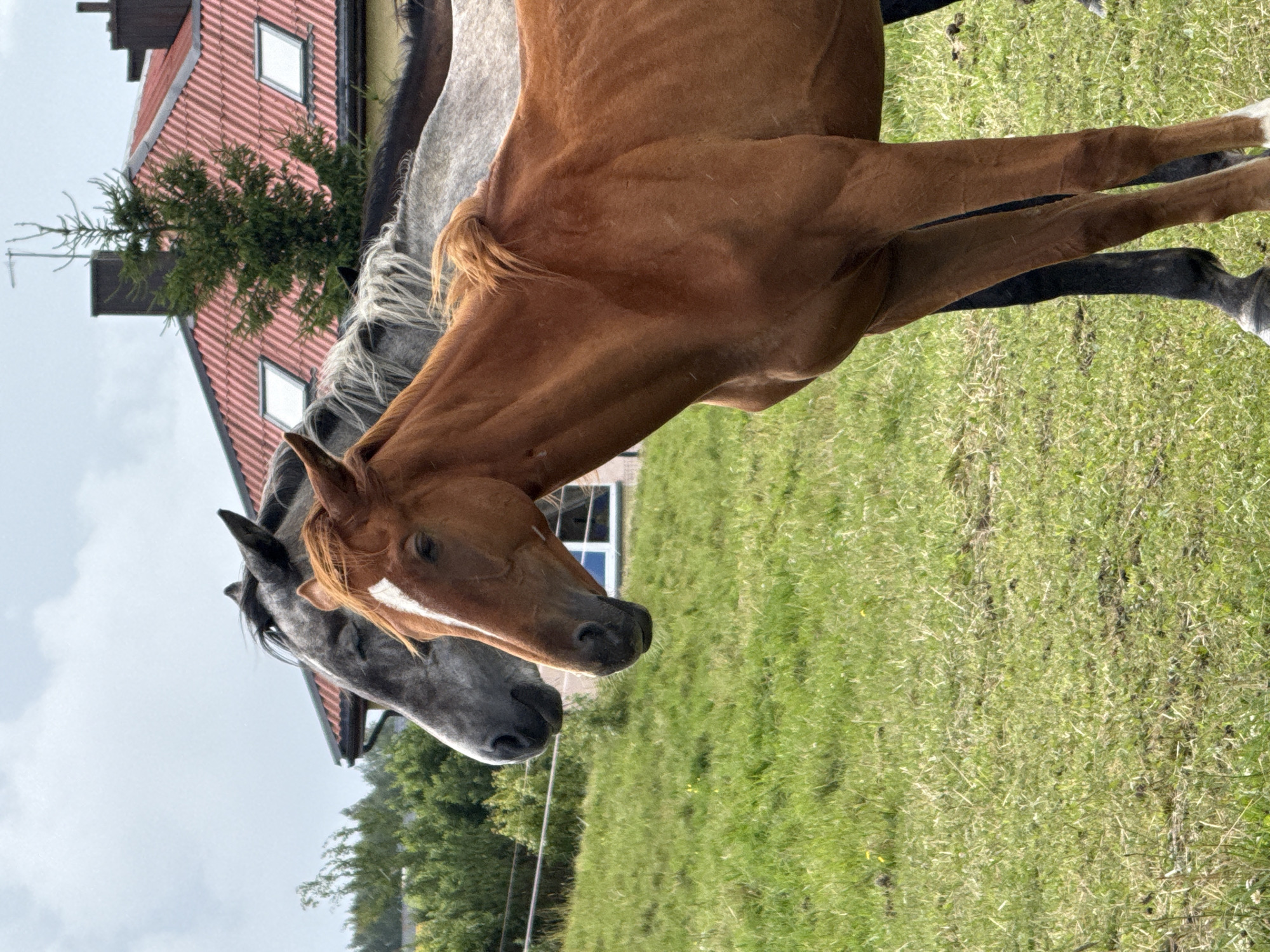 The image shows two horses in a grassy field. One horse is chestnut brown with a white blaze on its face, and the other is grey. They are standing close together, with the brown horse in the foreground and the grey horse behind it. In the background, there is a house with a red roof and a few trees. The sky is overcast. The location is a farm in Galinė, Lithuania.