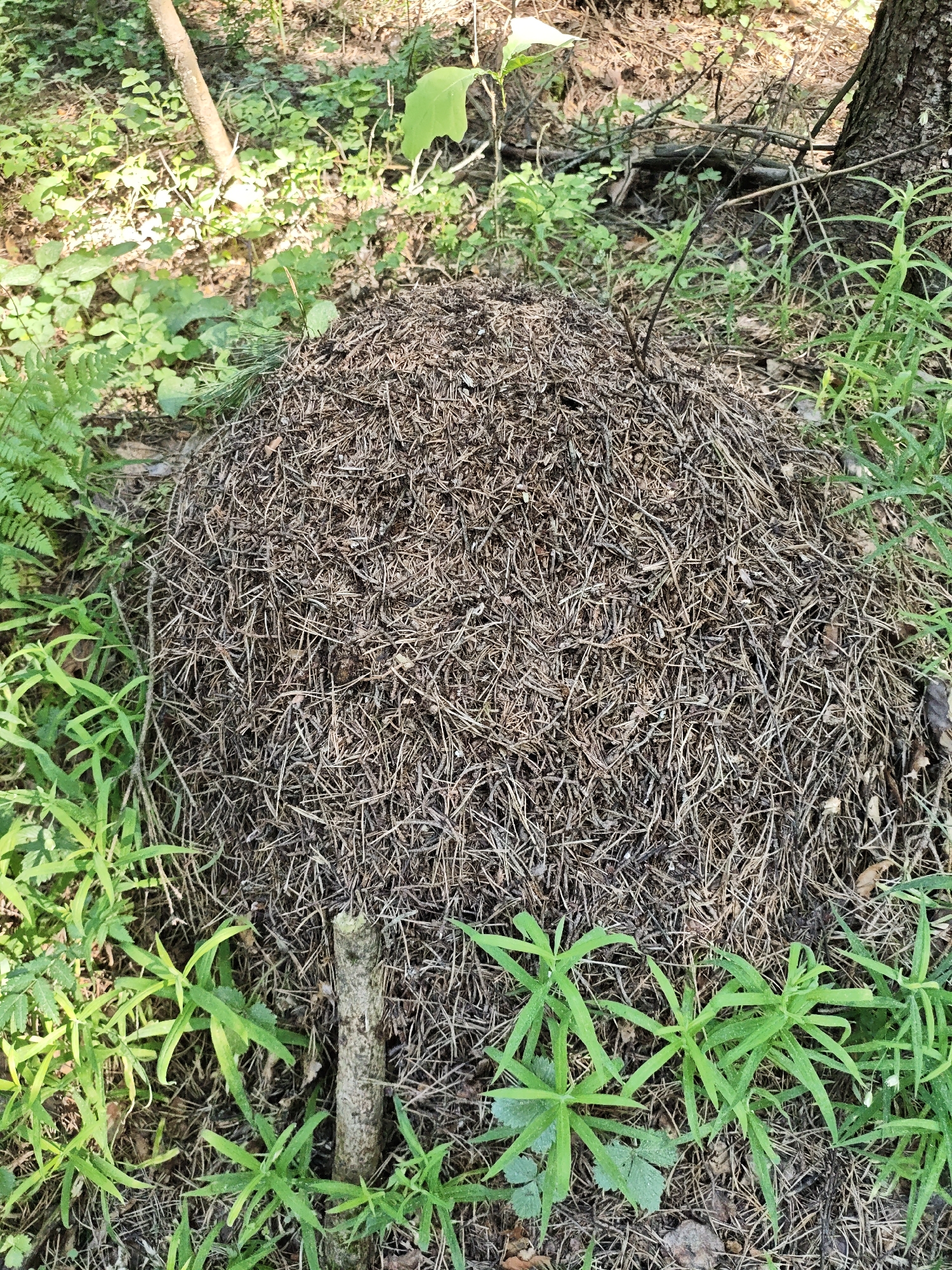 This is a ground-level, outdoor shot in Боровково, Russia, showing an anthill, likely in a wooded area. The anthill is large, dome-shaped, and composed of dry brown pine needles, twigs, and other forest debris. It is surrounded by various green plants including ferns and other low-growing vegetation. A small, broken branch lies on the ground, partially embedded into the base of the anthill. The lighting suggests it is daytime, and the area is shaded, likely due to the surrounding trees. The foreground is dominated by the anthill and surrounding vegetation, while the background includes glimpses of trees and more foliage.