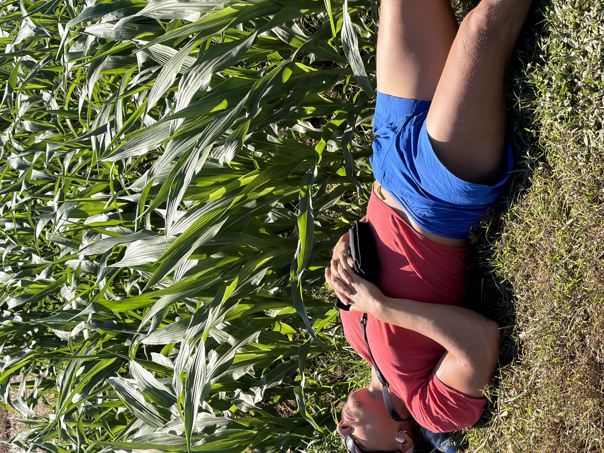 A person is lying on their back in a grassy area next to a cornfield. The person is wearing a red t-shirt and blue shorts. They have on sunglasses and earbuds. A black pouch is resting on their chest. The cornfield is dense with green stalks and leaves, indicating it is likely summer or a warm season. The sunlight suggests it is daytime. The image appears to be taken outdoors in a rural or agricultural setting.