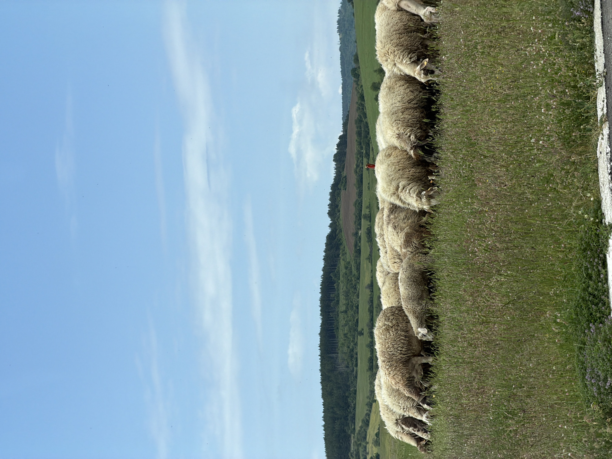 The image shows a flock of sheep grazing on a grassy verge adjacent to a road. The sheep are aligned in a row, their heads down as they eat. Beyond the verge, there is a line of trees and a slightly hilly landscape. A person, possibly a shepherd, is visible standing in the distance between the trees. The sky is blue with wispy clouds. Based on the location, it is likely that this scene is in or near Gurgulyat, Bulgaria.