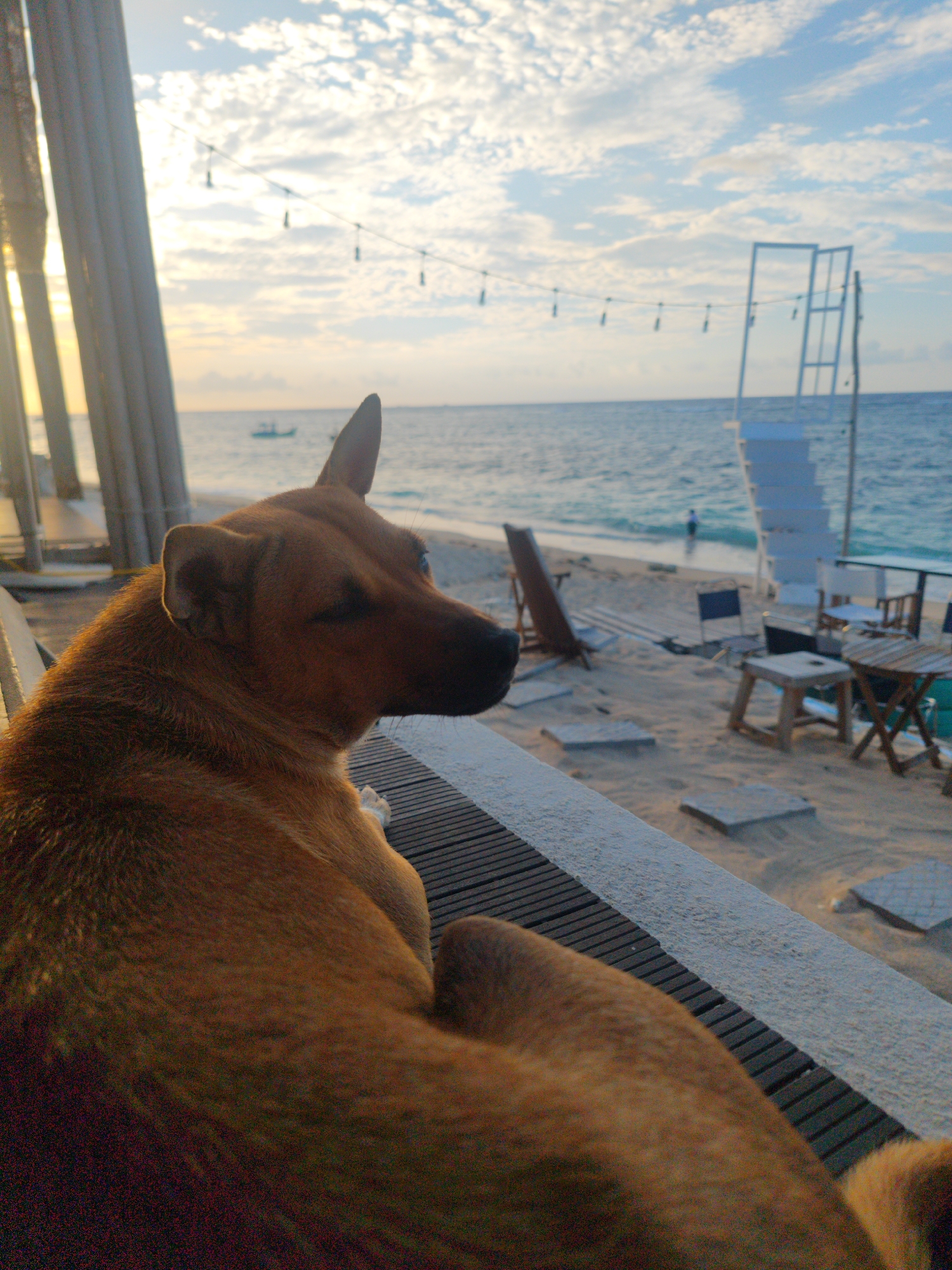 A medium-sized, short-haired, brown dog is lying on a deck overlooking a beach. The deck appears to be made of wood. In the background, the beach has white sand, with tables, chairs, and a small white staircase structure. The ocean is visible, and the sky is blue with patchy clouds. The image appears to have been taken at sunset, given the warm light. Location: Phú Quý Special Administrative Region, Vietnam.