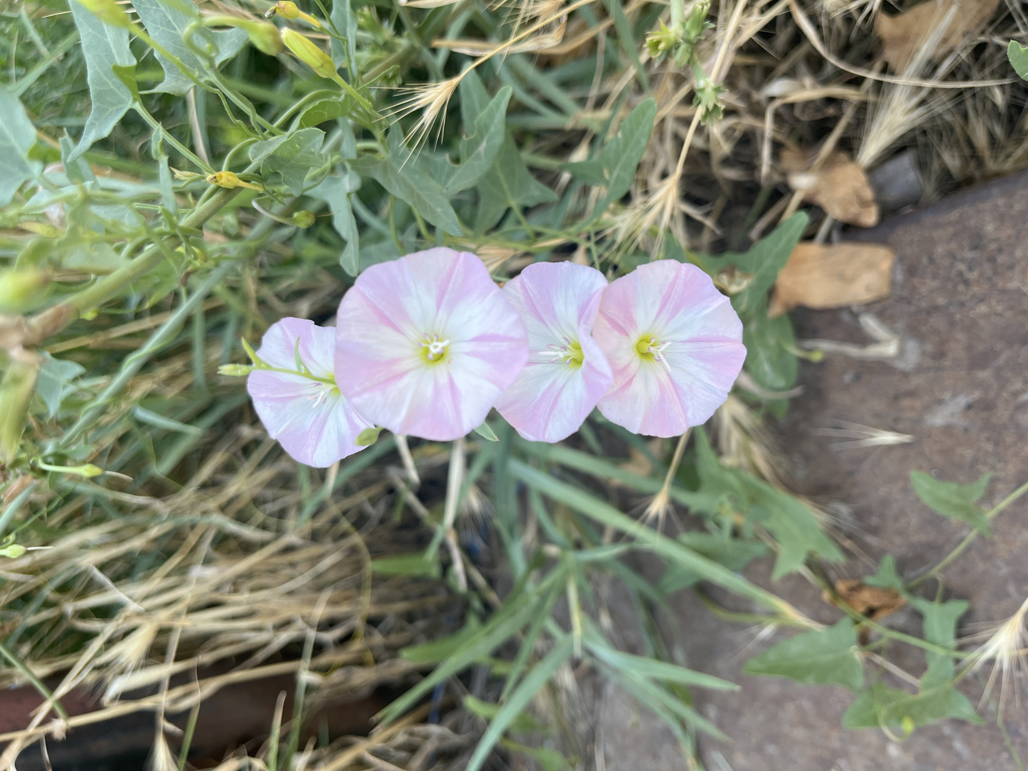 A vertical, eye-level, medium shot captures a cluster of three delicate, trumpet-shaped flowers with light pink and white striped petals. The flowers are positioned centrally in the frame, arranged vertically and slightly overlapping. Their yellow centers are visible. These flowers are part of a climbing vine with green, heart-shaped leaves and thin, green stems, some of which are dotted with small, pale green buds. The surrounding environment is characterized by dry, straw-colored grasses and foliage, as well as a rough, textured brown surface in the foreground, possibly a pathway or ground cover. A dark, vertical object, possibly a fence post or planter, is partially visible on the left side of the image, out of focus. The overall scene suggests an outdoor setting, likely a garden or natural area. The image was captured in Shymkent, Kazakhstan. There are no people or animals present in the scene.