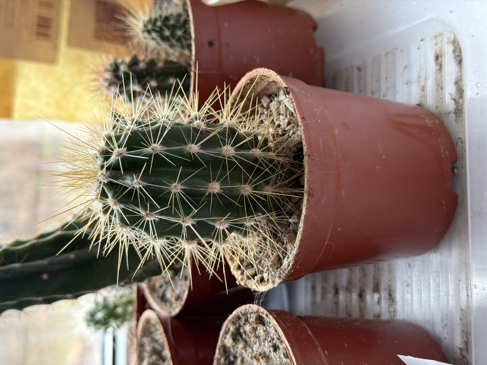 A close-up, medium-shot photograph depicts several potted cacti, likely indoors. The cacti are in brown plastic pots, filled with a light-colored, grainy soil. The spines on the cacti are light yellow, sharp and very prominent. A long, thick cactus lies behind the main cactus. The pots are arranged close together on a surface which appears to be a dirty white plastic tray. The backdrop includes a window. The plants are likely in Chaikovsky, Russia.