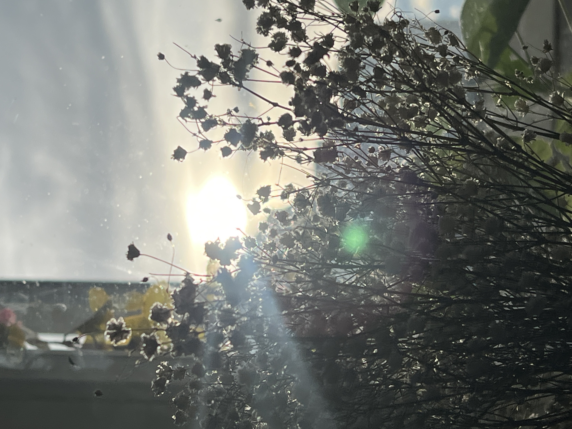 The image shows a close-up view of a bouquet of dried baby's breath flowers in front of a window with bright sunlight shining through. The location is Unknown, Unknown. The flowers are mostly in silhouette against the bright light, with some details visible. There is a green lens flare in the middle of the frame. Some objects are visible through the window.