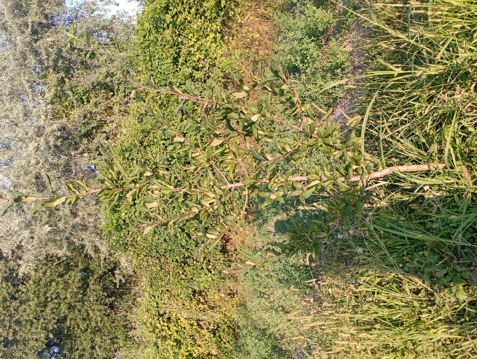 The image depicts an outdoor scene in Şirvanlı, Azerbaijan, featuring a young sapling in the foreground. The sapling has a thin, reddish-brown trunk with numerous green leaves and branches. It is surrounded by tall, green grass and other low-lying vegetation. In the background, there is a dense hedge of green bushes and trees, with larger trees visible further back. The lighting suggests it is daytime, with sunlight illuminating the scene. There are no people or animals visible in the image.
