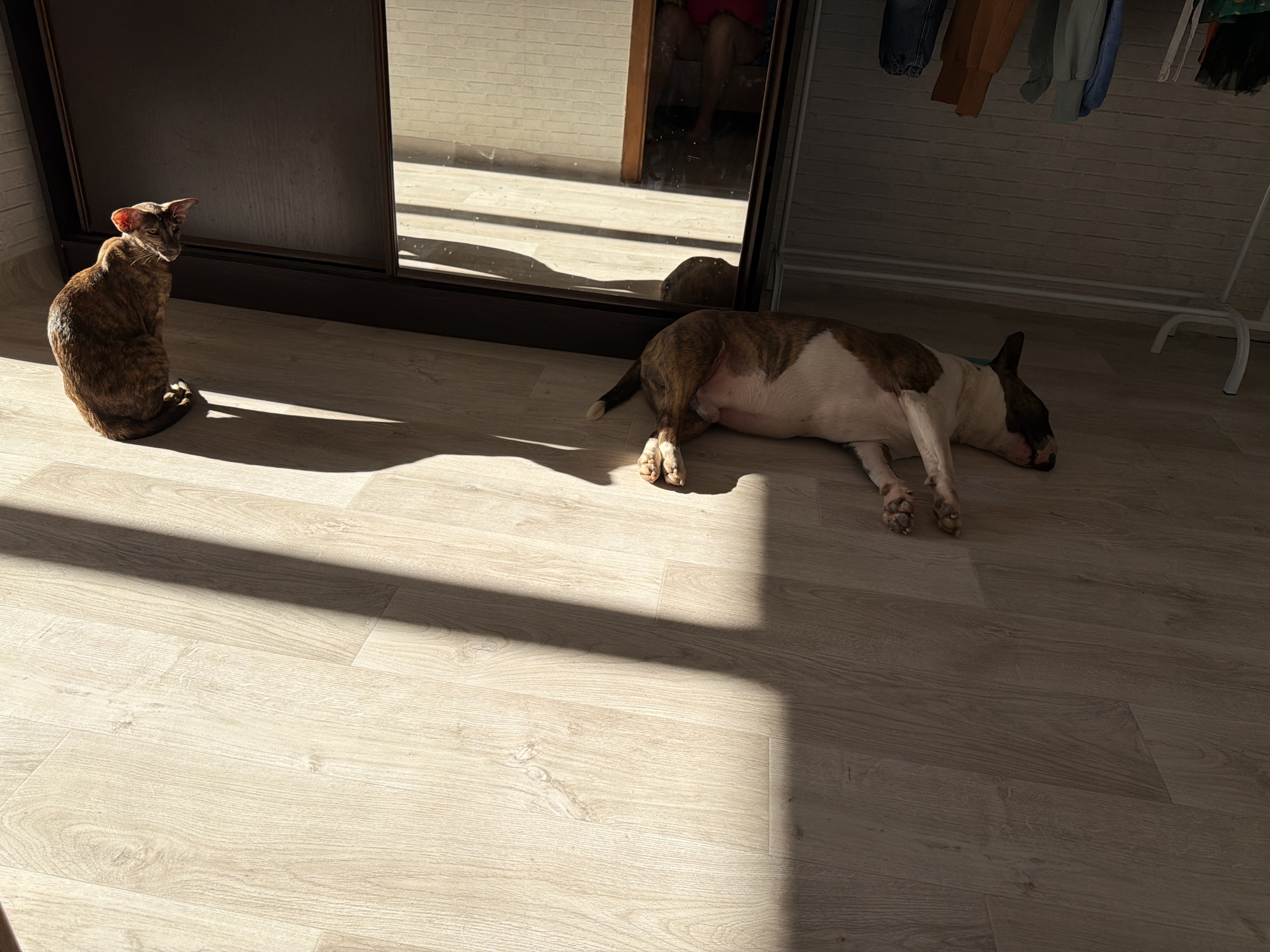 A tan and brown tabby cat sits next to a closed dark wood door in a room, while a white and tan bull terrier dog lies sleeping on the floor beside the door. A mirror inset in the door reflects a person's legs in an adjacent room with brick-patterned walls. A clothes rack with garments hangs near the dog. Light streams through a window, casting shadows across the light-colored wooden floor. The location is unknown, not confirmed to be Chaikovsky, Russia.