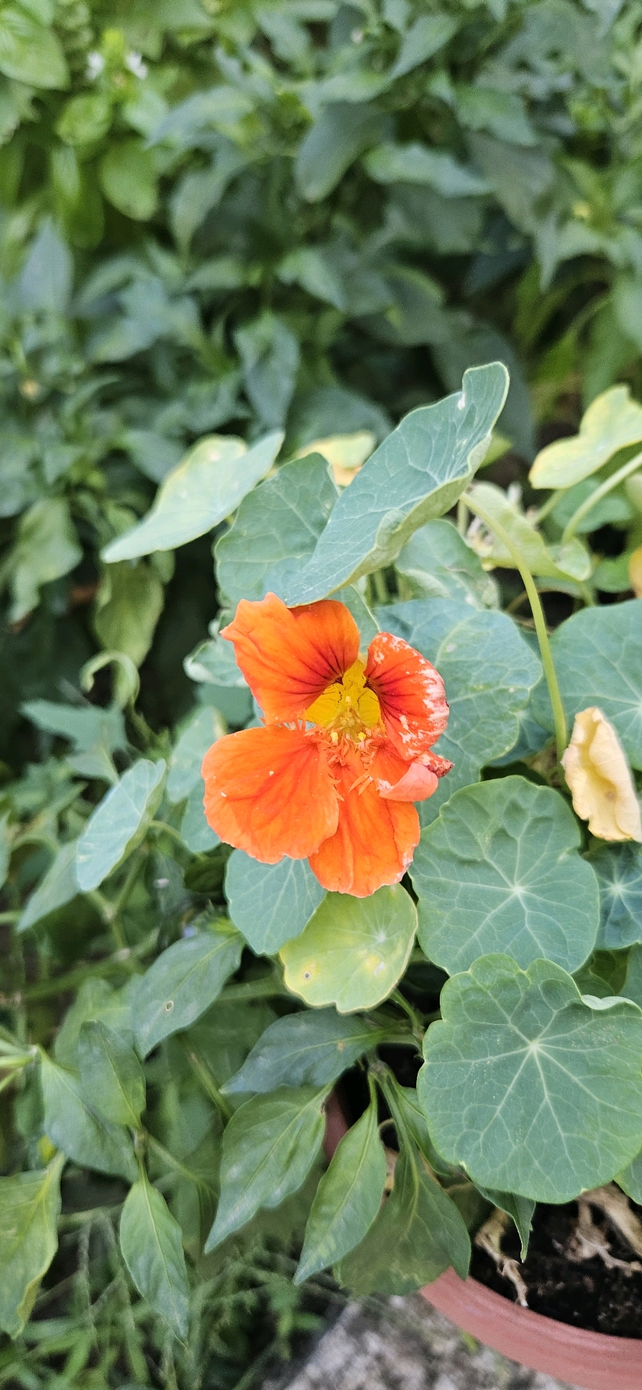 An orange nasturtium flower is in bloom, surrounded by its characteristic round, veined green leaves. The flower's petals are a vibrant orange with darker red streaks radiating from the center, which is filled with yellow stamens. The leaves are slightly ruffled and have a matte finish. The background is a blur of more green foliage, suggesting a garden or planted area. A portion of a reddish-brown pot is visible at the bottom right of the image. The image appears to be taken outdoors during daylight. The scene is located in the city of Blagoevgrad, Bulgaria.