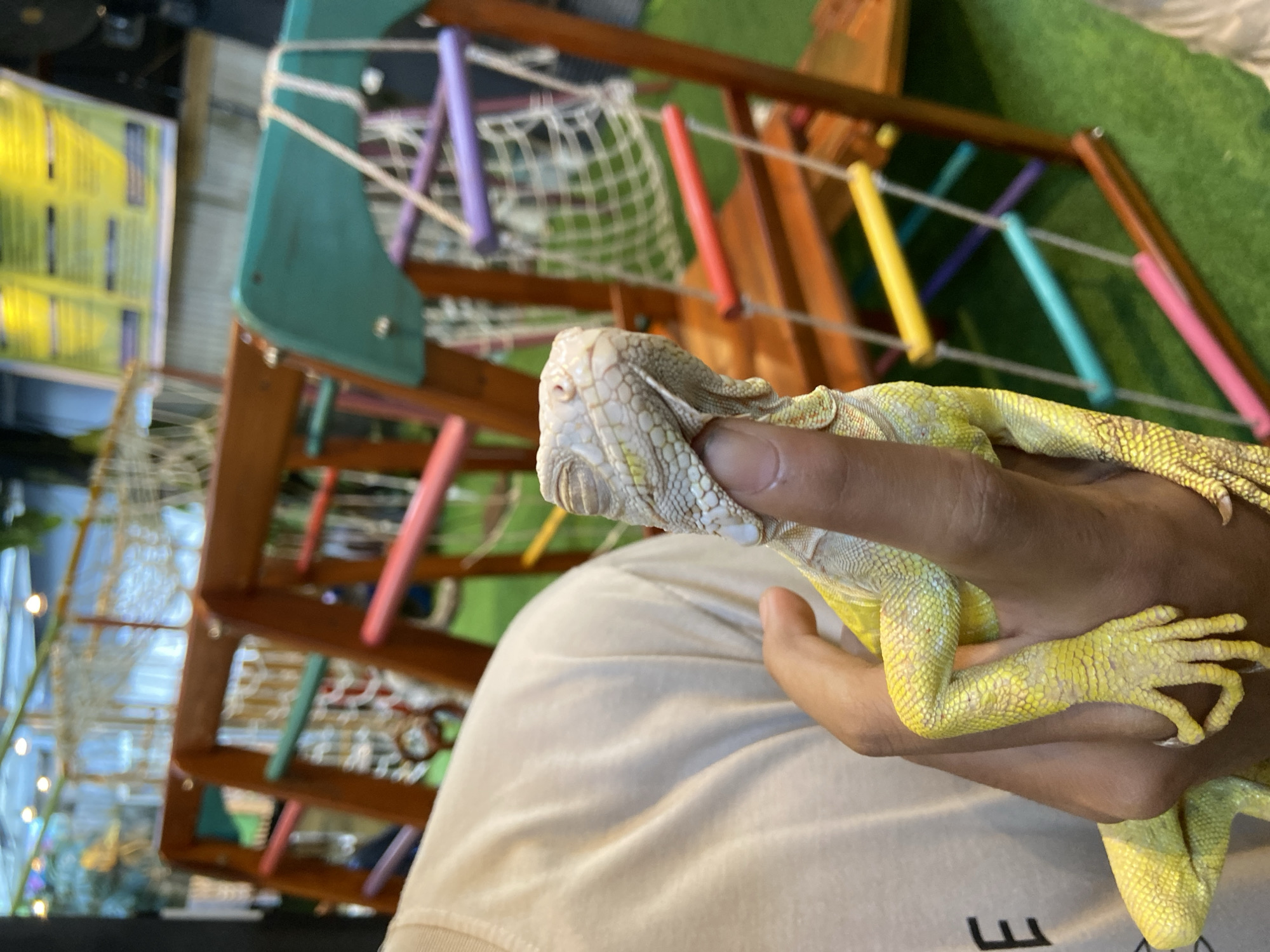 In Rengat, Indonesia, a light-skinned iguana is held in a person's hand. The iguana is mostly yellow with some greenish markings and has textured scales. The person is wearing a beige t-shirt, and the iguana's head is near their chin, with its eyes closed. The background features a wooden playground structure with brightly colored rungs of red, yellow, purple, and teal, along with netting. The ground appears to be covered in green artificial turf.
