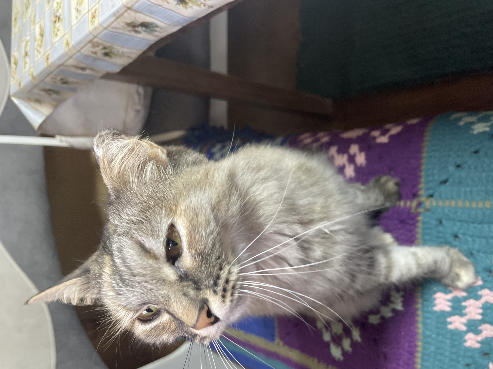 A tabby cat with light brown and gray fur sits on a colorful woven mat. The cat's eyes are yellow, and its whiskers are long and white. The background shows a wooden table covered with a checkered tablecloth, and a dark green rug on the floor. The setting appears to be an indoor domestic environment.