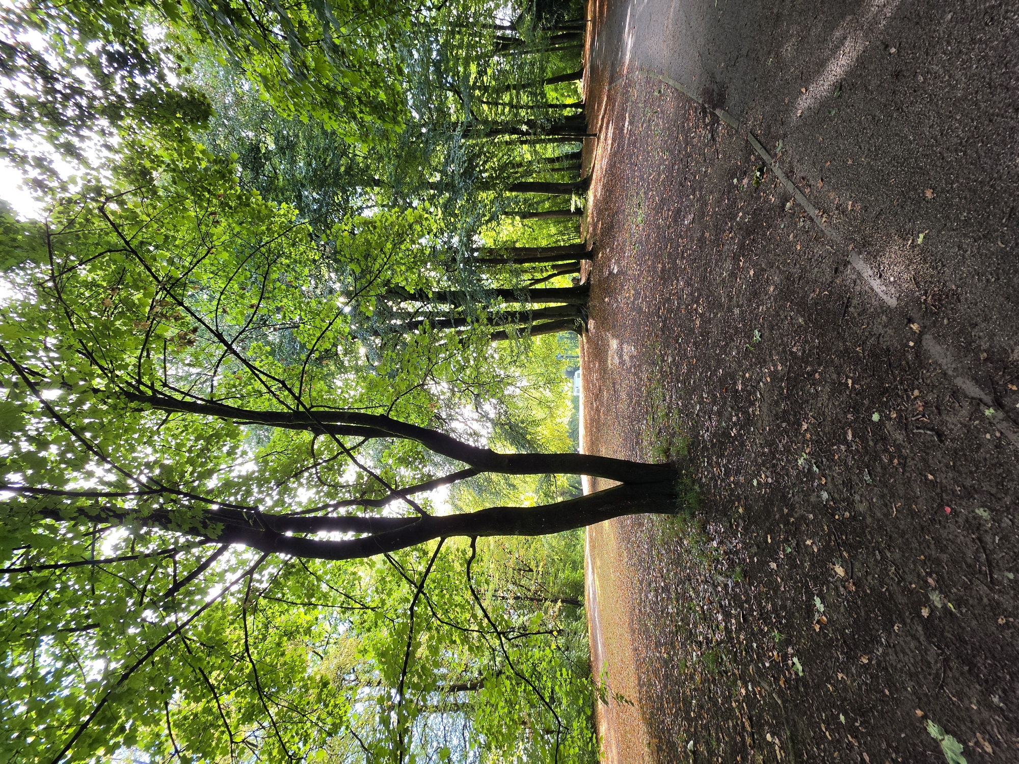 The image depicts a sun-dappled park scene, likely in Munich, Germany. A path curves through a wooded area with trees featuring lush green foliage. The ground is carpeted with fallen leaves, indicating a transitional season, possibly late summer or early autumn. Sunlight filters through the canopy, creating patterns of light and shadow on the path and forest floor. In the distance, a glimpse of a white structure suggests a park building or amenity. The scene conveys a sense of tranquility and natural beauty.