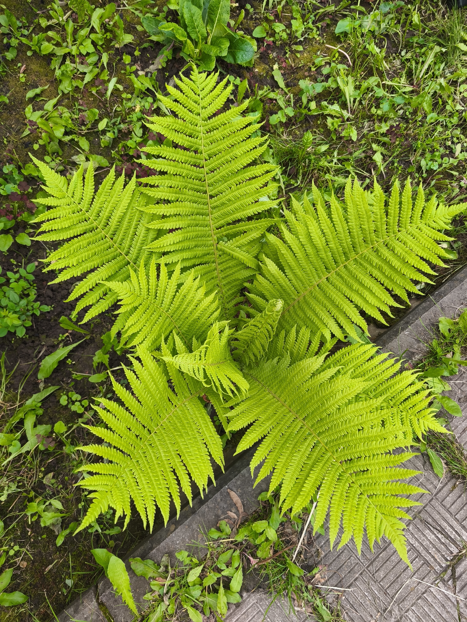 An overhead, eye-level shot captures a vibrant green fern plant growing in a patch of soil bordered by concrete paving stones. The fern's fronds, unfurling from its center, fan out in a star-like pattern, their serrated edges clearly defined against the darker background of soil and surrounding vegetation. Interspersed with the fern are various small green plants and blades of grass. The concrete paving stones, with a textured, geometric pattern, occupy the lower right and right edges of the frame. The scene is devoid of human presence or activity. The environment suggests an outdoor setting, possibly a garden or park area in Dolzhikovo, Russia.
