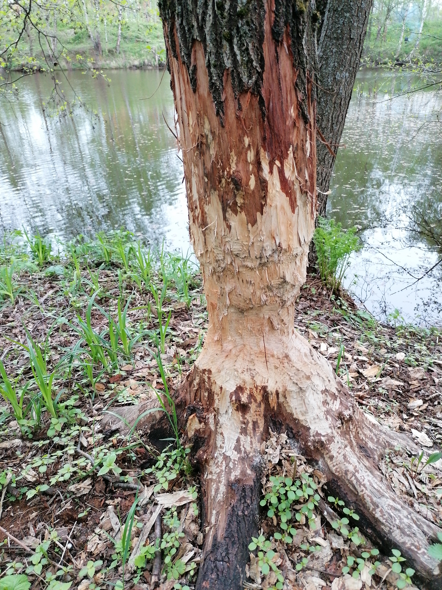 The image shows a tree significantly damaged by beavers, located on the bank of a body of water. The bark has been stripped from the tree trunk up to a height of several feet, revealing the bare wood beneath. The surrounding area is covered in fallen leaves and small green plants. A body of water is visible in the background, reflecting the surrounding trees. The location is in a forested area.