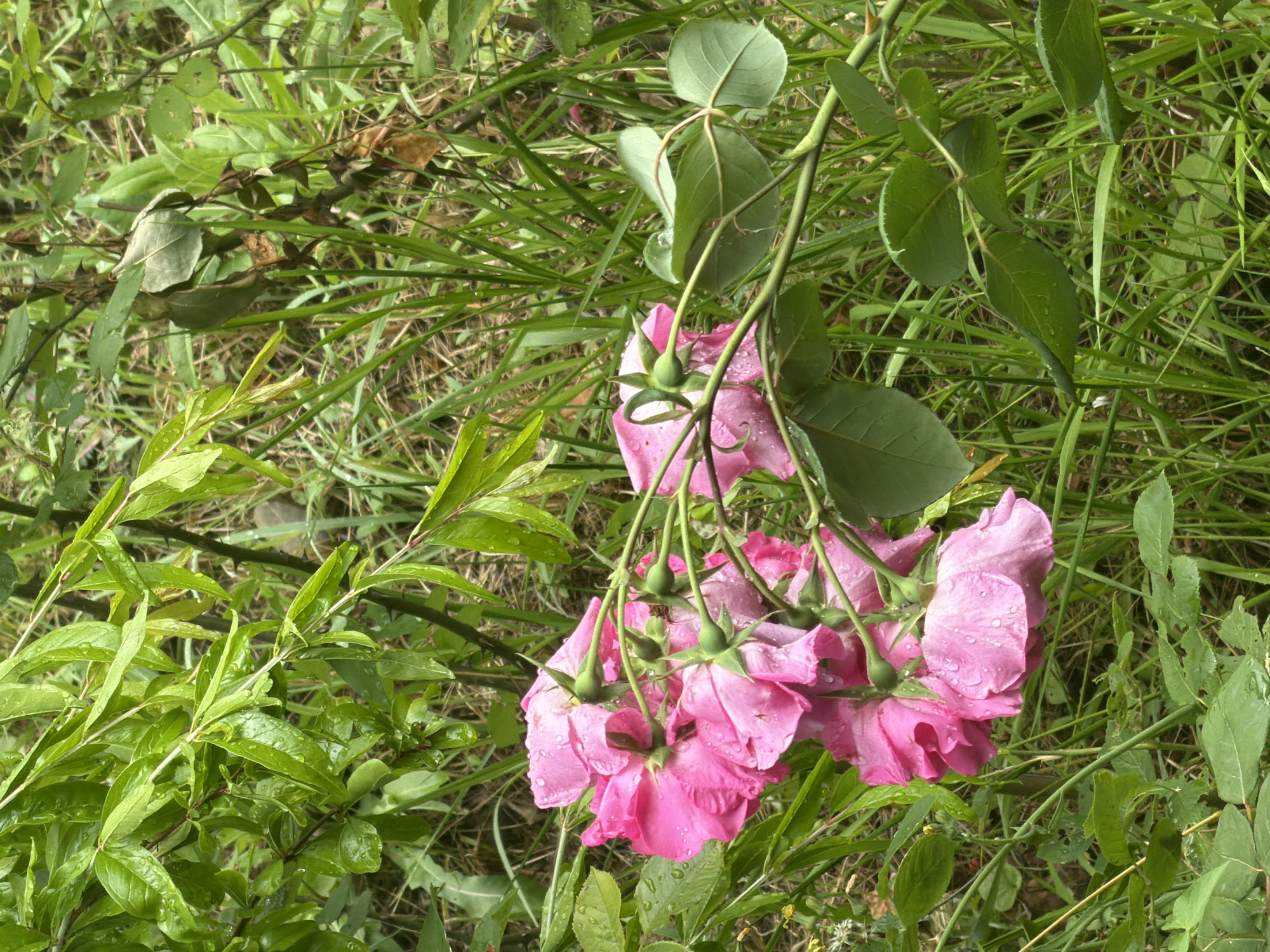 The image depicts a cluster of vibrant pink roses, heavy with raindrops, nestled within lush green foliage. The roses, some fully bloomed and others in bud, are the central focus, their petals glistening with water droplets. They are intertwined with stems and leaves, suggesting they are part of a natural, somewhat wild setting. The background is a dense collection of green leaves and grass, creating a textured, verdant backdrop. There are no people or animals visible in the scene. The lighting suggests it is daytime, possibly overcast or after a rainfall, given the water on the roses and leaves. The overall impression is one of natural beauty and a serene, damp environment. The image is set in a garden or a natural park. The city of Sochi, Russia, is known for its subtropical climate and abundance of green spaces and parks, which would be conducive to the growth of such roses and foliage.