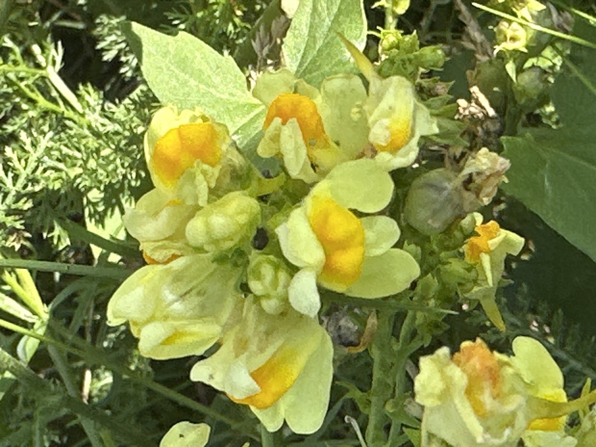A close-up, eye-level, natural light, outdoor photograph shows a cluster of yellow snapdragon flowers with orange accents, growing amidst green foliage. The flowers are in various stages of bloom, with some fully open and others appearing as buds. The background consists of more greenery and is out of focus, indicating a shallow depth of field. The image is a photograph of flowers in Podolsk, Russia.