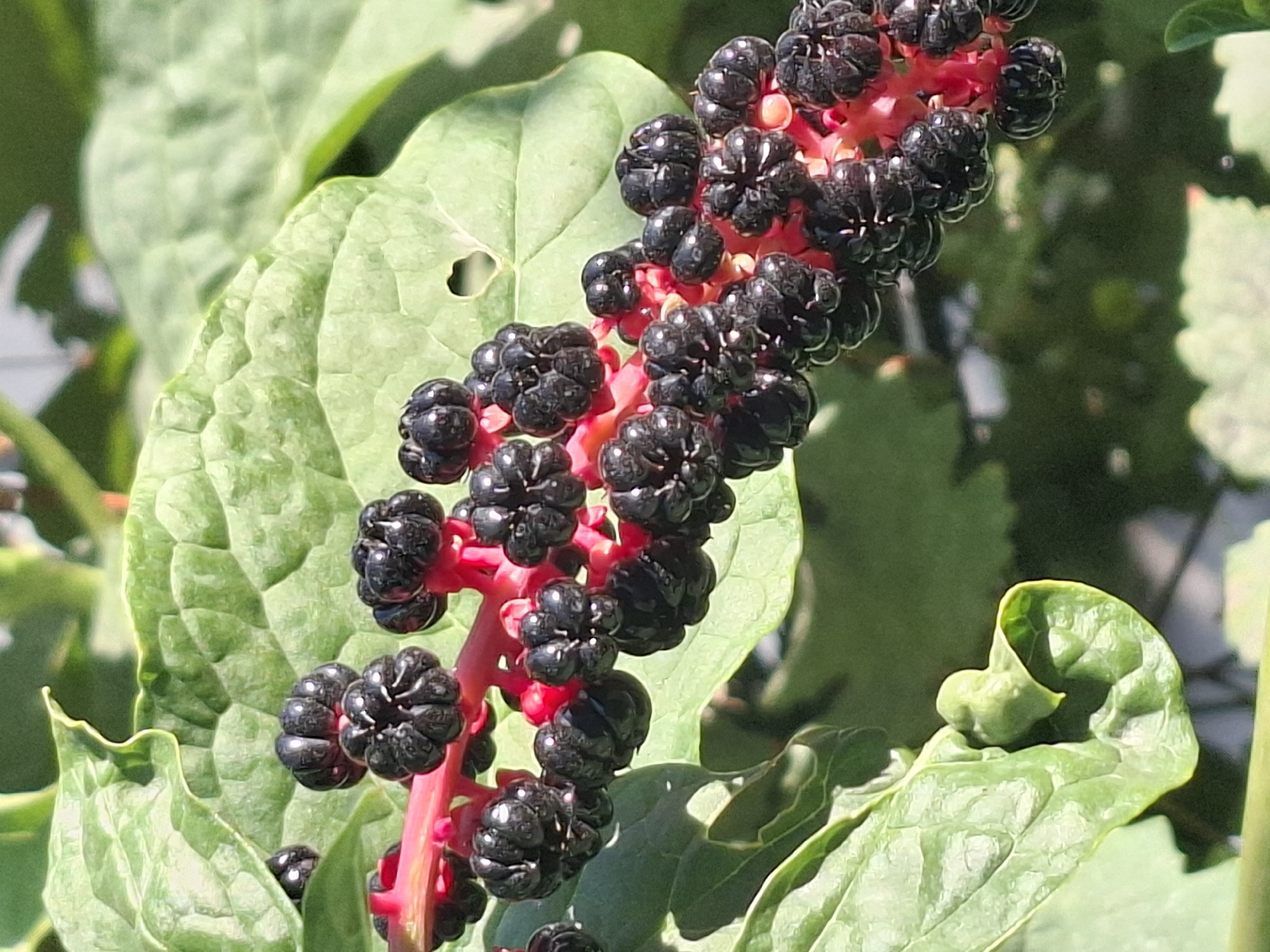 A close-up shot of a branch of pokeberries, Phytolacca americana, is presented against a blurred green background. The berries are a deep, glossy black and are clustered on a bright red stem. The leaves are large, green, and slightly wrinkled, with visible veins. One leaf in the upper right has a small, heart-shaped hole. The overall impression is of a vibrant, natural scene, potentially found in a park or garden within Almaty, Kazakhstan.