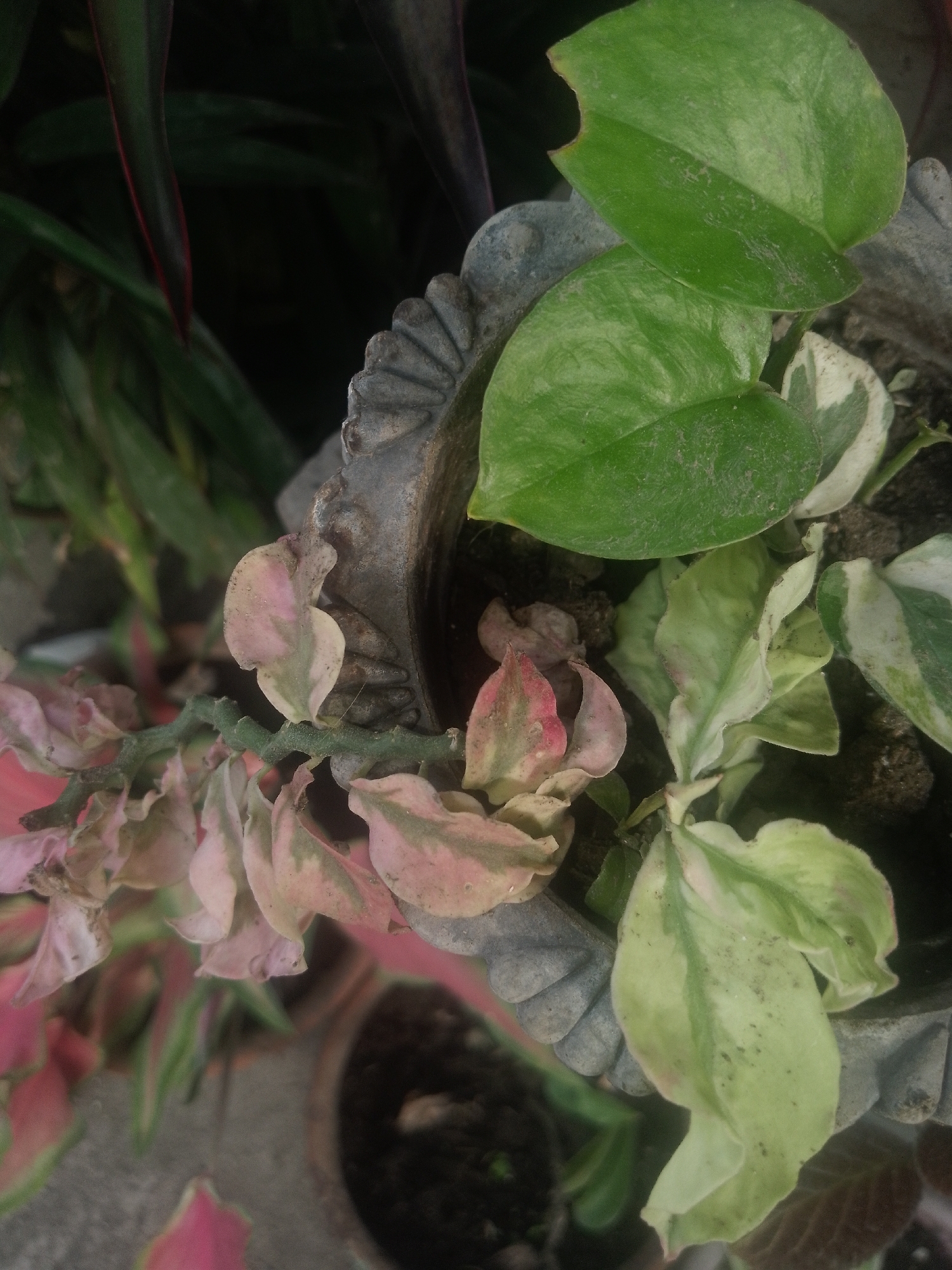 The image shows a close-up of a potted plant arrangement. A Devil's backbone plant with pink and green leaves is prominent. Additionally, there is a green-leafed plant and another plant with variegated green and white foliage. The plants are contained within an ornate, gray stone-like pot. The pot is one of several. The setting appears to be outdoors, with parts of other pots also visible. The location is Davao City, Philippines.
