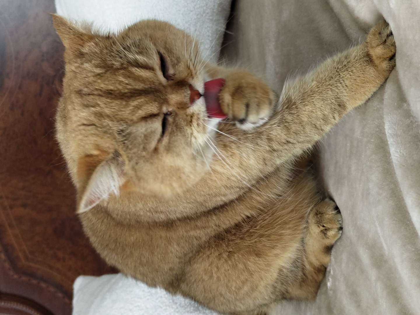 A tan British Shorthair cat is sitting on a beige blanket, grooming its paw with its tongue. The cat's eyes are mostly closed, and its pink tongue is visible. The background features a dark brown headboard and two white pillows. There is no indication of the cat's location in Krasnodar, Russia.