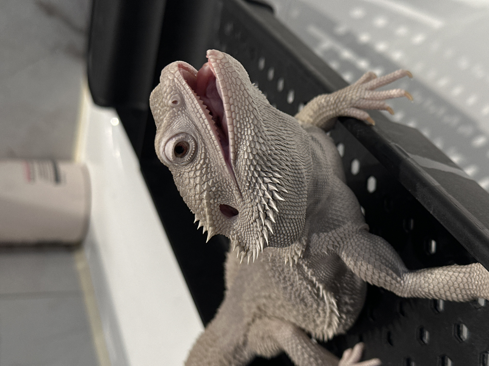 The image features a close-up of a pale-colored bearded dragon, likely light grey or tan, with its head tilted upwards and its mouth wide open. Its single visible eye, with a dark pupil and an amber iris, looks directly towards the viewer. The inside of its mouth is pink, and small teeth are visible along the jawline. Distinctive spiky scales, forming its 'beard', are prominent around its chin and throat area.
The dragon's front limbs are extended, and its clawed paws are gripping the edge of a dark, perforated surface, which appears to be part of an enclosure or container. To the left of the dragon, a bright white surface creates a strong contrast with the darker background element. The lighting is bright, creating clear shadows and emphasizing the intricate texture of the dragon's scales. The open-mouth posture is typical for bearded dragons engaged in thermoregulation, often referred to as gaping, to help cool themselves. No people or visible text are present in the frame. The scene suggests an indoor setting.