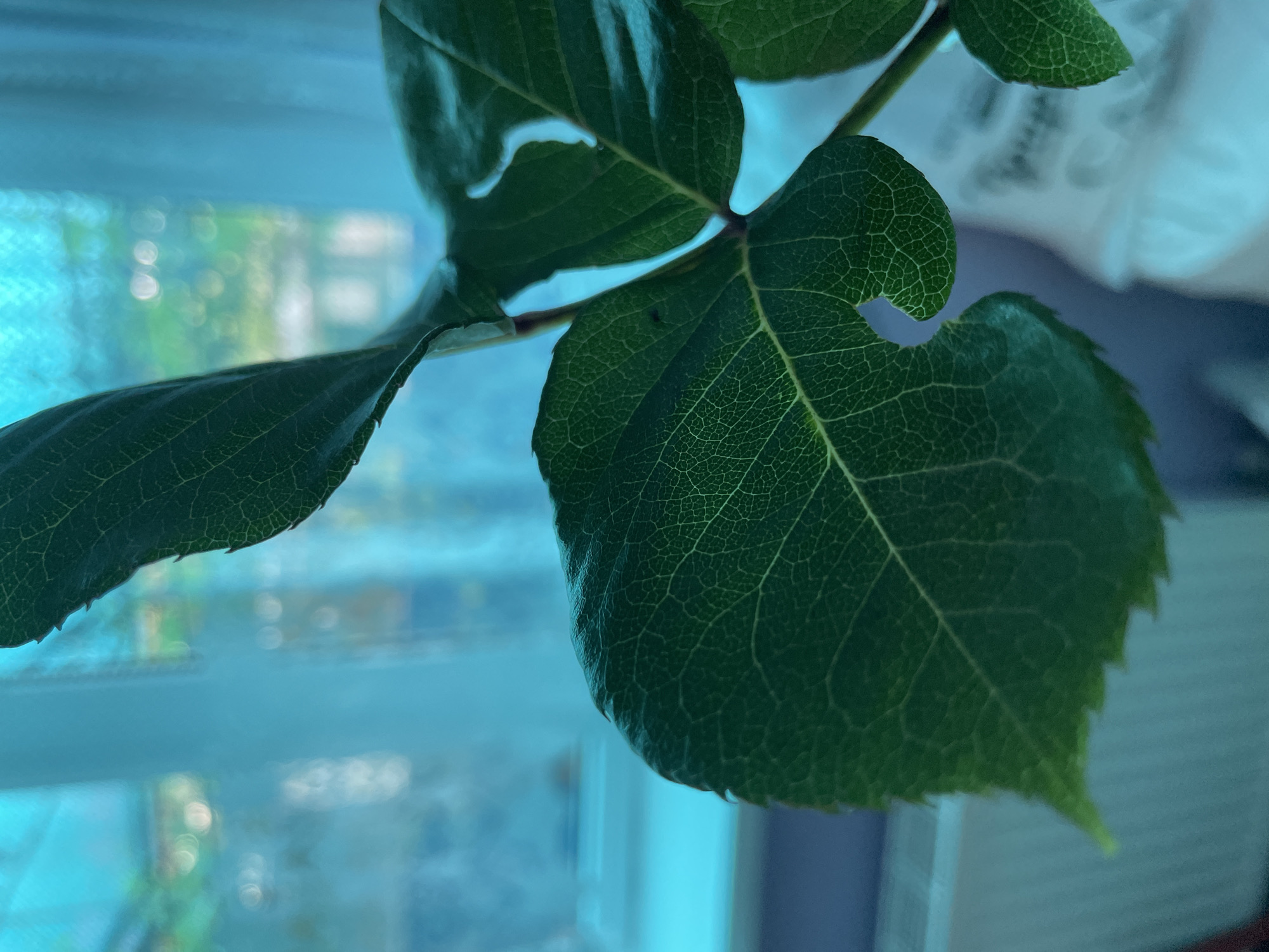A close-up shot depicts a cluster of green leaves. The leaves are characterized by intricate venation patterns and irregularly shaped edges. The background is blurred, suggesting a window. Visible through the window are indistinct shapes that might be buildings or other greenery, with diffused lighting. The overall color palette is dominated by shades of green and muted blues, indicating indoor lighting or post-processing. The scene does not provide explicit details to confirm a location in Olginka, Russia, but the blurred background could potentially be part of a neighborhood from there. There is no sign of people in the image.