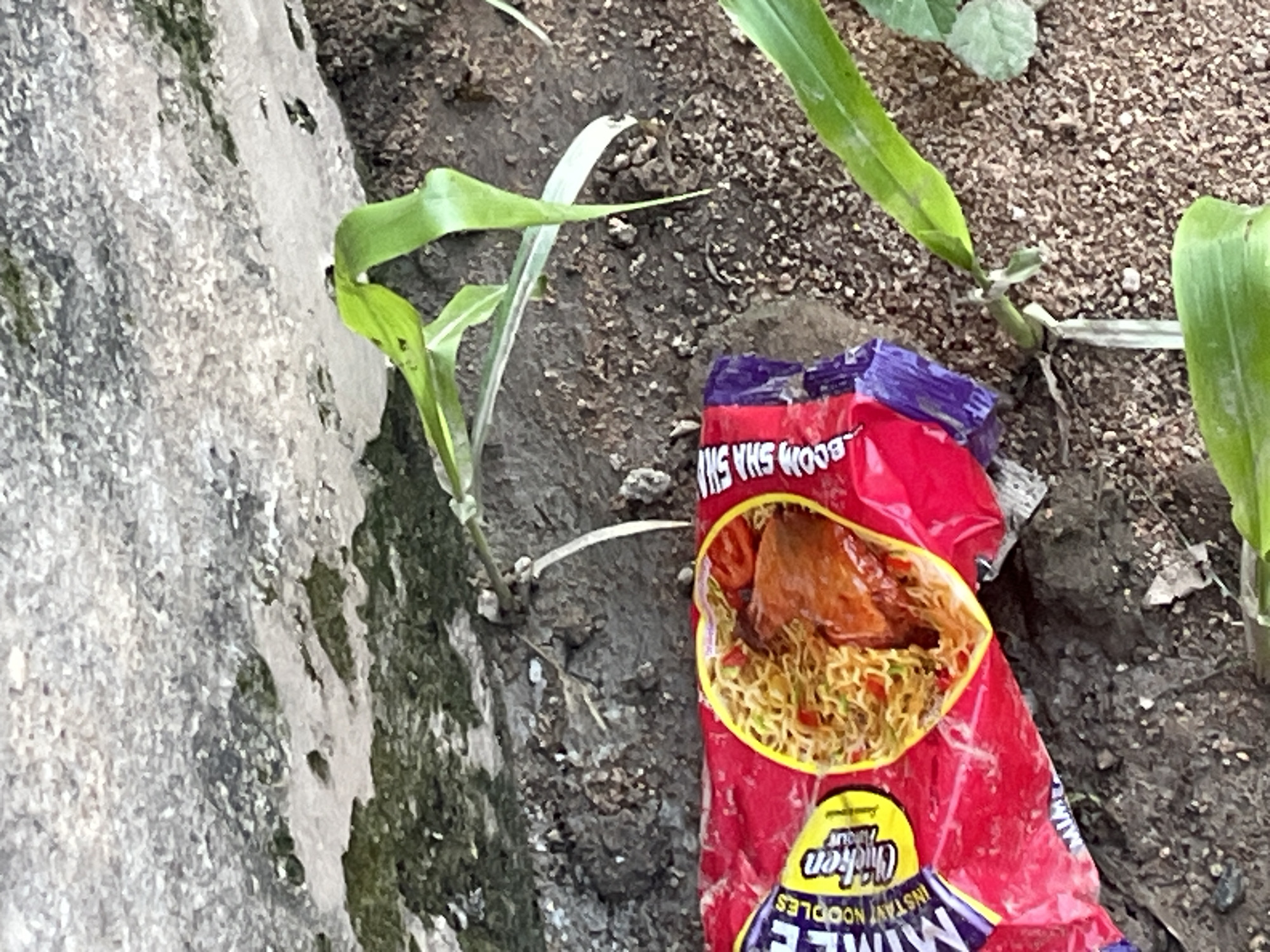 A close-up shot shows a crumpled red and purple packet of instant noodles, labeled "Mimee Instant Noodles Chicken Flavor," lying on the ground next to a large, textured grey stone. The noodles within the open packet appear to be cooked with pieces of chicken and some vegetables. Green plant stems are growing out of the soil, with one stem arching over the noodle packet. The ground is composed of soil and small pebbles, with some moss or algae visible on the stone. The scene suggests an outdoor environment, possibly in Jalingo, Nigeria, where litter has accumulated.