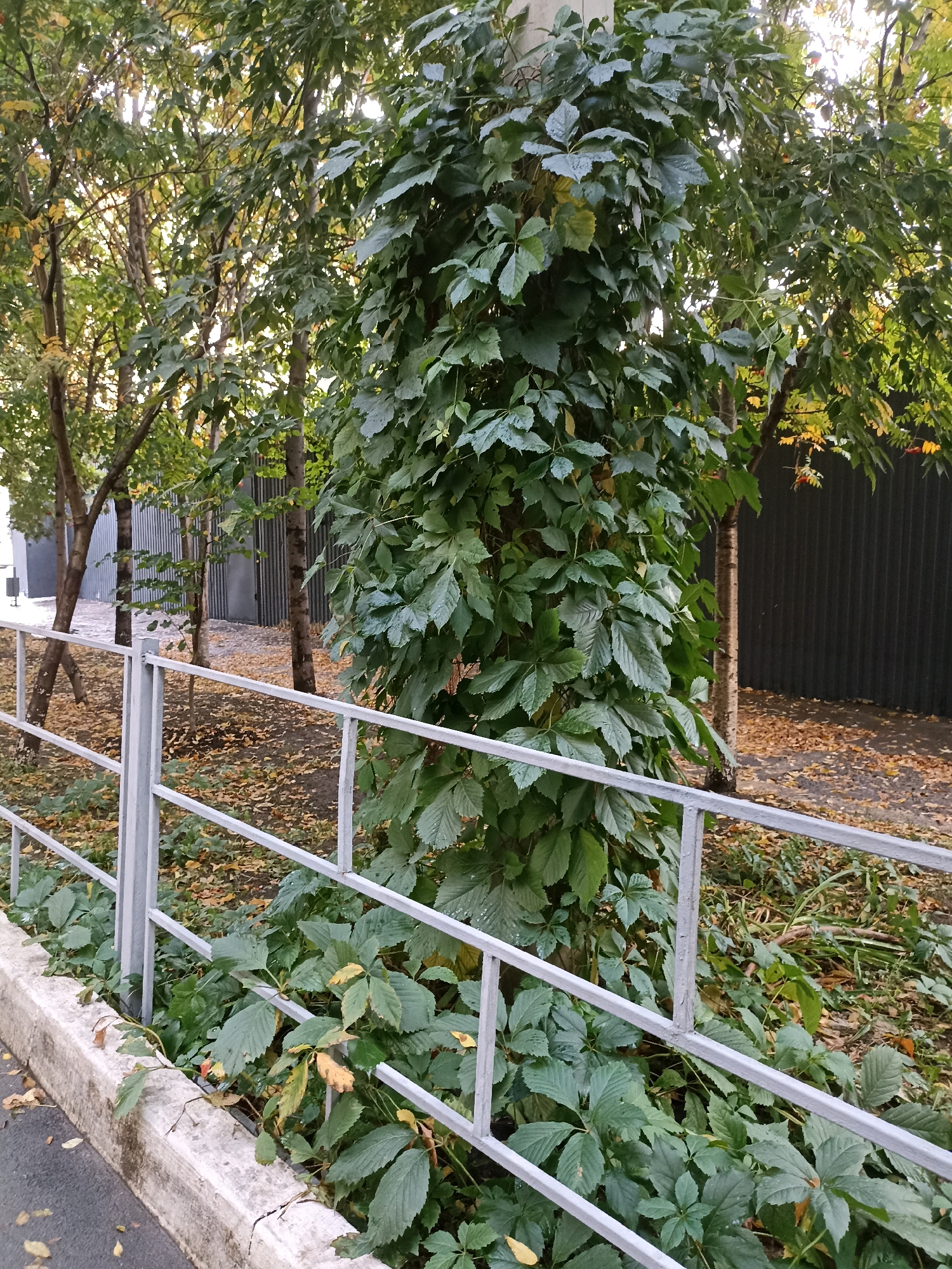 An outdoor, eye-level shot captures a thick growth of ivy climbing a light gray pole situated behind a light gray metal fence. The ivy foliage is predominantly green with some yellowing leaves scattered throughout. The fence is composed of horizontal bars. The ground is covered with fallen leaves and some green vegetation. In the background, several trees with green and yellowing leaves are visible, along with a dark gray corrugated metal fence. A concrete curb is present along the edge of an asphalt surface in the foreground. The lighting suggests it is daytime, possibly late afternoon, with sunlight filtering through the trees. There are no people or animals visible in the image.