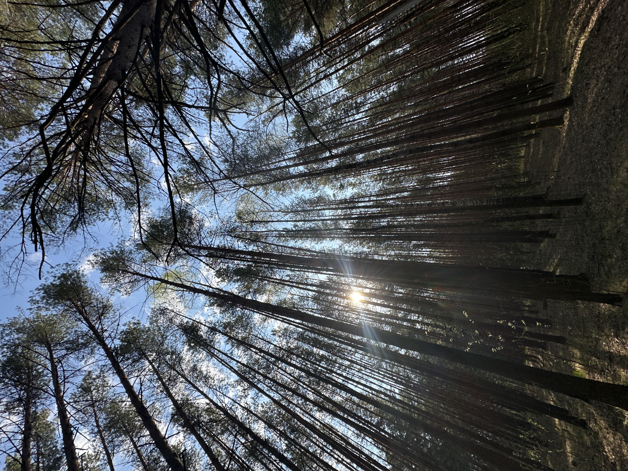The image shows a view looking up into a dense pine forest. The tree trunks are tall and slender, creating a pattern of vertical lines that converge towards the top of the frame. Sunlight filters through the trees, creating a bright spot in the middle of the image with sun rays emanating from it. Patches of blue sky are visible through the spaces between the trees. The forest floor is dimly lit and mostly obscured by the dense tree trunks. The location is in a forest area near or within the city of Chaikovsky, Russia.