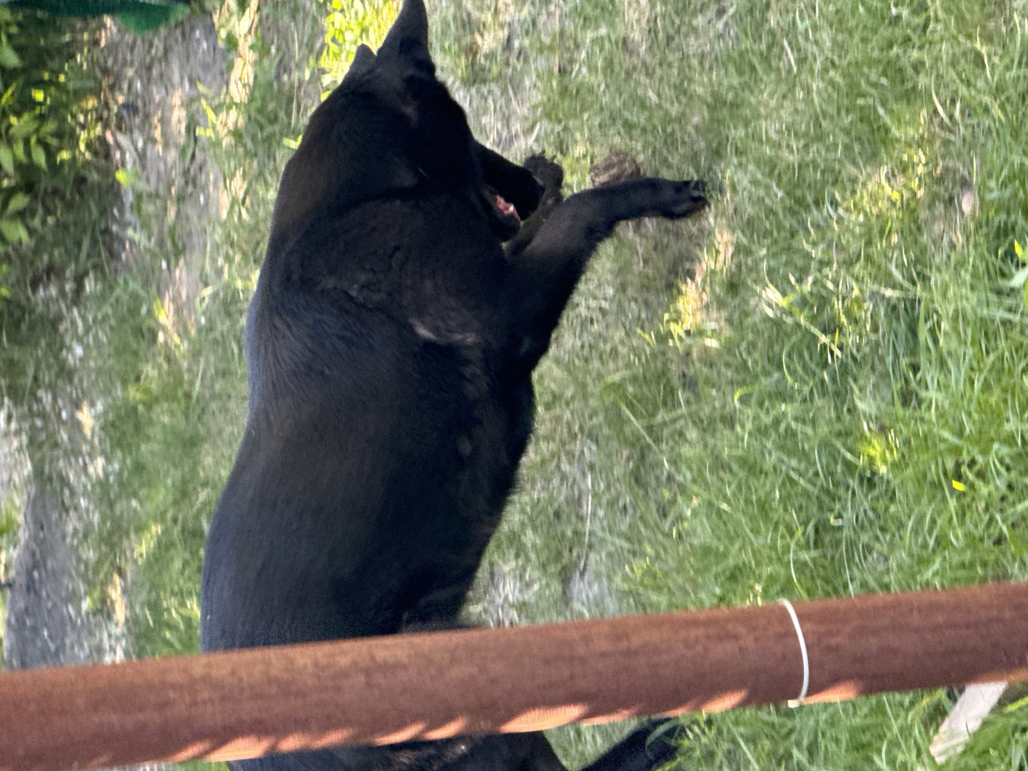 A black dog is captured in a full-body shot outdoors, appearing to be in motion. The dog's fur is dark, and it is positioned in a grassy area with some scattered dirt and foliage in the background. A reddish-brown, cylindrical object, possibly a post or pole, is prominently visible in the foreground on the left side of the image, partially obscuring the dog. The lighting suggests it is daytime, with sunlight casting shadows on the grass and the post. The environment appears to be natural, possibly a yard or a park. There are no people or other animals visible in the frame. The dog's head is turned downwards and to the right, with its mouth open, suggesting it might be panting or interacting with something on the ground.