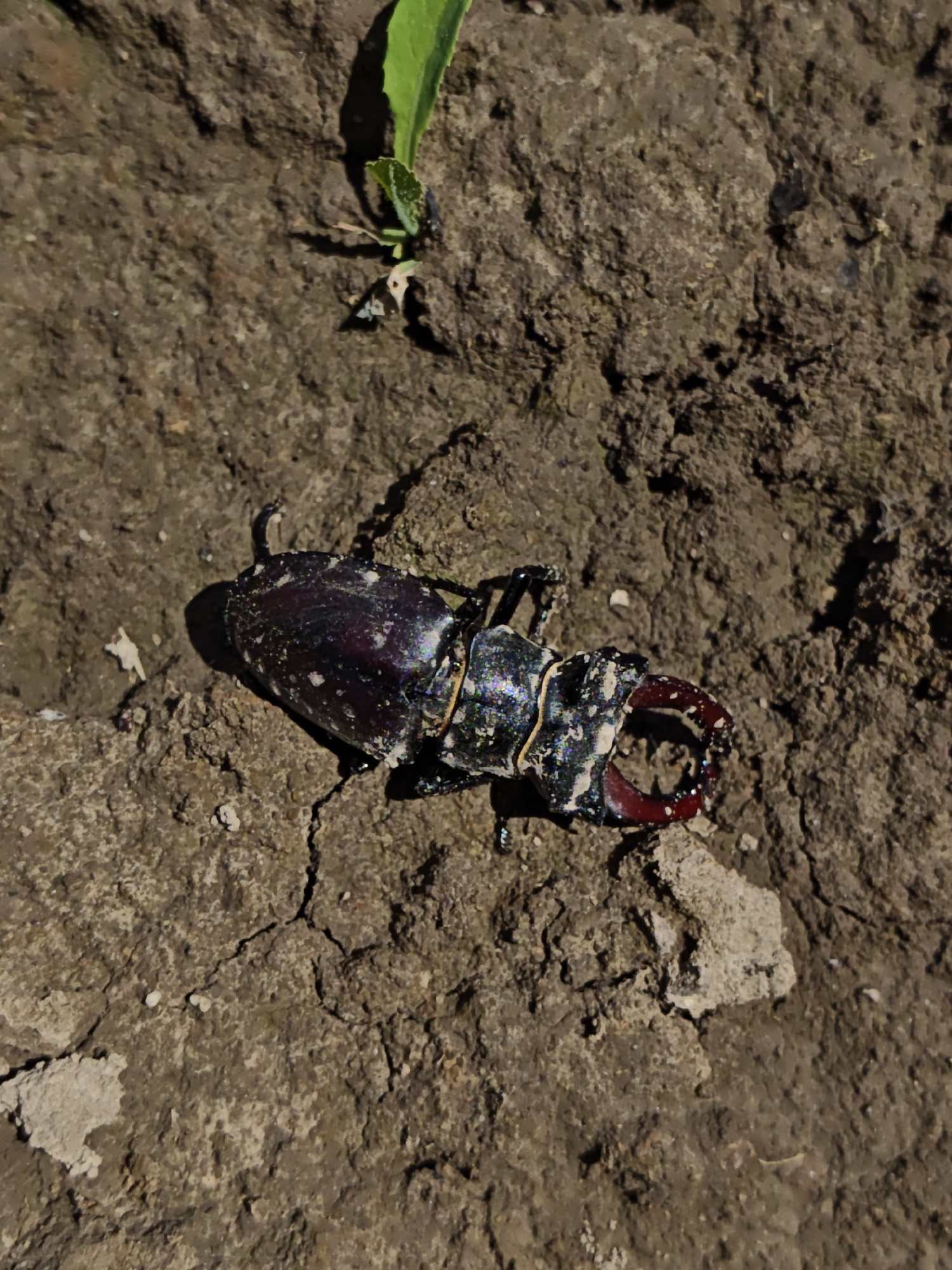 A stag beetle lies on cracked, dry earth. The beetle is dark brown and iridescent, with large, red mandibles. There are small white specks scattered across the beetle's carapace. A small green sprout is visible growing from the earth in the upper right portion of the image. The scene is outdoors, likely in a natural or semi-natural setting within Parkhomivka, Ukraine.