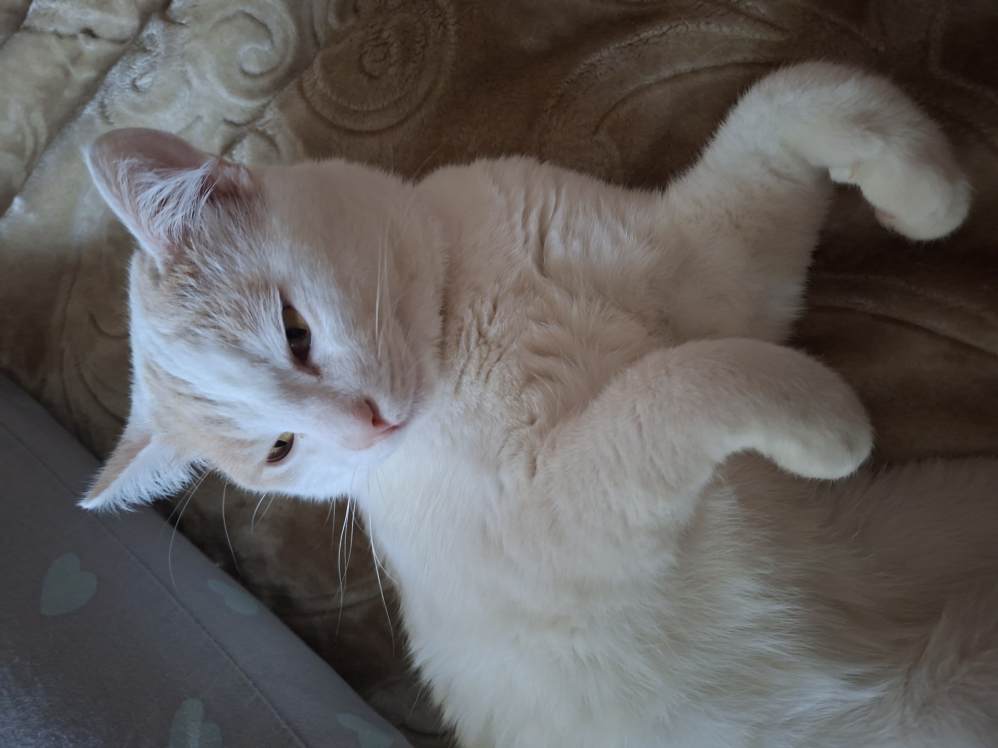 An adult domestic cat, predominantly white with light orange markings on its head, is lying on a textured, tan-colored blanket. The cat is positioned on its side, with its paws curled in front of its chest and its head turned slightly to the left, exposing its right ear. The cat's eyes are partially closed, and its expression appears relaxed. To the left of the cat, a light gray cushion with subtle, light green heart shapes is visible. The overall scene suggests a domestic setting, likely an indoor environment in the city of Mykolaiv, Ukraine.