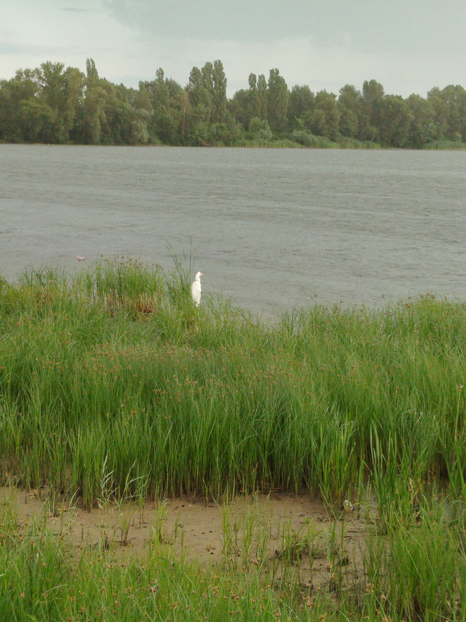 The image depicts a serene natural landscape, likely near the city of Horishni Plavni, Ukraine, characterized by a wide, calm body of water. The water's surface is a muted grey, suggesting overcast skies or a hazy atmosphere. Along the far bank, a dense line of trees forms a natural barrier, with varying shades of green and brown indicating a mix of deciduous and perhaps some coniferous species. The trees are of moderate height and density, creating a solid treeline that stretches across the horizon.
In the foreground, a lush expanse of tall, green grass and reeds dominates the scene, growing from a muddy bank. The grass is vibrant and appears thick, with individual blades clearly visible, some topped with seed heads or small brown florets. The muddy bank is exposed in patches between the grass, revealing wet, dark soil.
A striking element in the middle ground, standing amidst the reeds at the water's edge, is a solitary white egret. The bird is upright, facing to the right, with its long neck extended slightly. Its pure white plumage contrasts sharply with the surrounding greenery. Further out in the water, a small, indistinct object, possibly another bird or debris, is visible. The overall impression is one of tranquility and natural beauty.