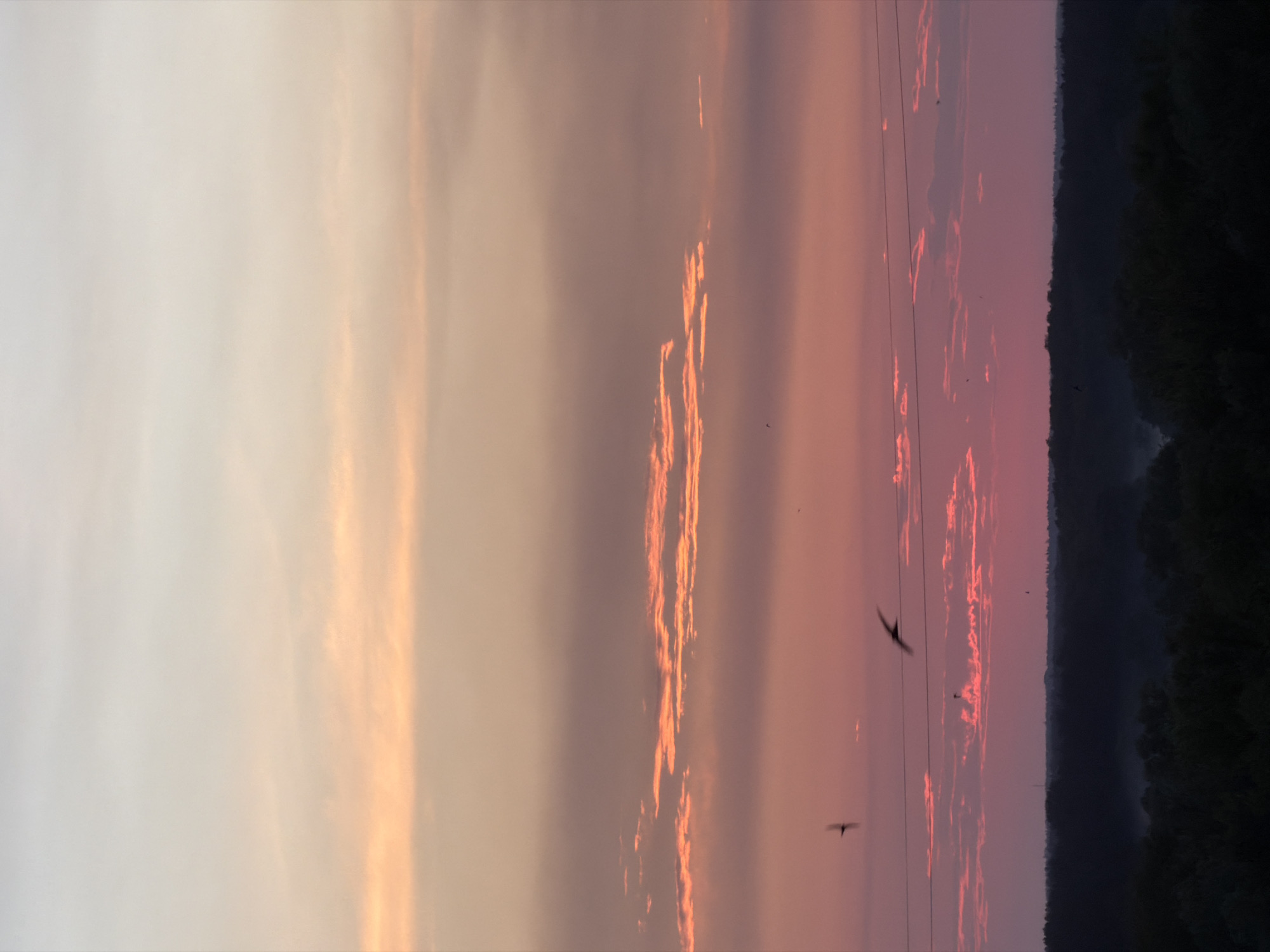 The image depicts a sunset over a wooded area. The sky transitions from a pale yellow at the top to a vibrant pink and orange near the horizon. Clouds are visible, illuminated by the setting sun, with some appearing as thin, elongated streaks. Several birds are in flight against the colorful sky, and power lines are stretched horizontally across the mid-ground. The foreground shows a dark, silhouetted line of trees, with a hint of mist or fog settling among them. The overall impression is one of natural beauty and tranquility at dusk. The location is Unknown, Unknown.