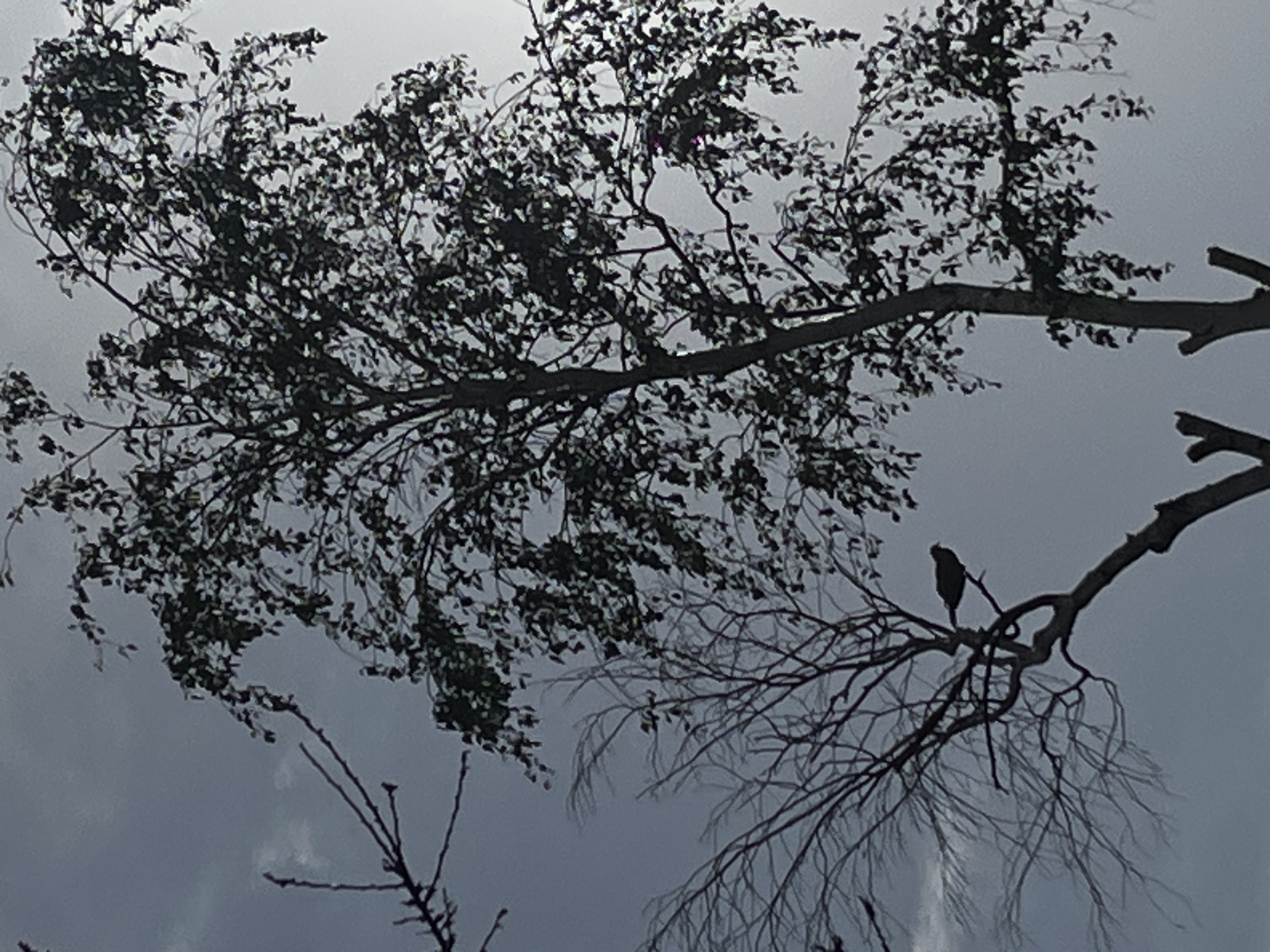The image depicts a low-angle view of tree branches against a cloudy sky. One branch is covered in leaves. Another branch to the right is bare with a bird perched on it. The location is Novopokrovskaya, Russia.