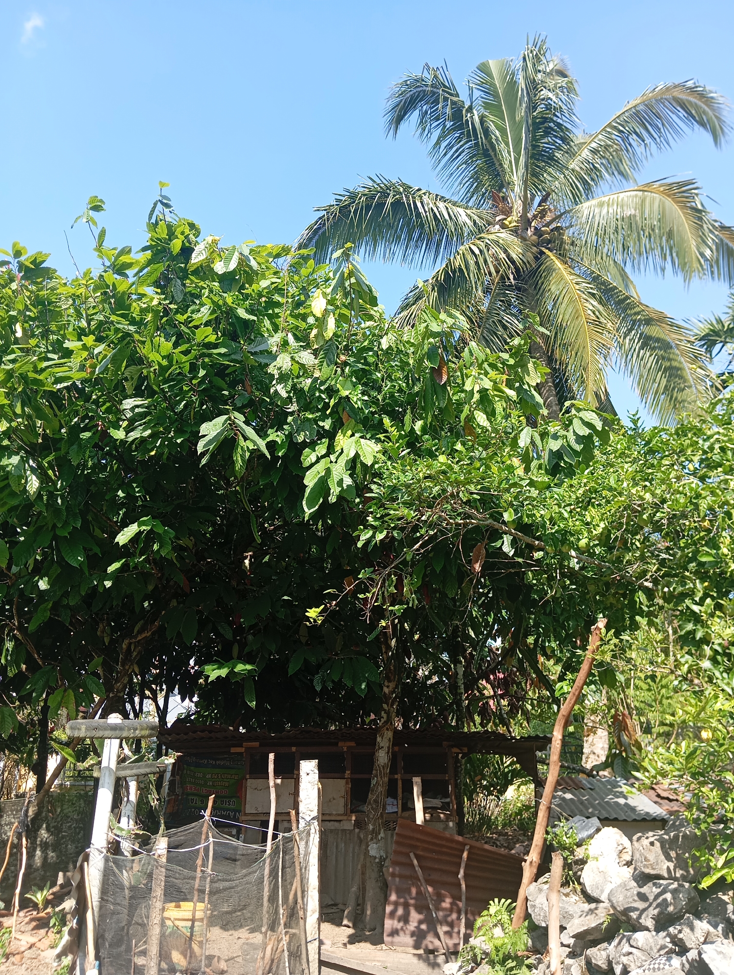 This is a bright, daytime, eye-level shot of a rural scene in Kamang Mudiak, Indonesia. The sky is clear and blue with a few wispy clouds visible at the top. Dominating the upper right quadrant of the image is a mature coconut palm tree with lush green fronds and several small coconuts clustered near its trunk. Below the palm tree, and extending across the left and center of the frame, is a dense canopy of various green trees and shrubs. Some of these trees appear to be bearing fruit, with small, reddish-brown pods visible among the leaves.
In the lower portion of the image, a small, open-air structure with a corrugated metal roof is visible, supported by wooden posts. In front of this structure, there is a fence constructed from wooden poles and netting, which partially obscures what appears to be an enclosure or a storage area. To the right of the structure, a pile of rough, gray rocks is present, with some sparse green vegetation growing around them. Several wooden stakes and branches are scattered throughout the foreground and midground. A white sign with green lettering is partially visible on the structure, suggesting it might be a small business or a local establishment. The overall impression is one of a tropical, agricultural setting.