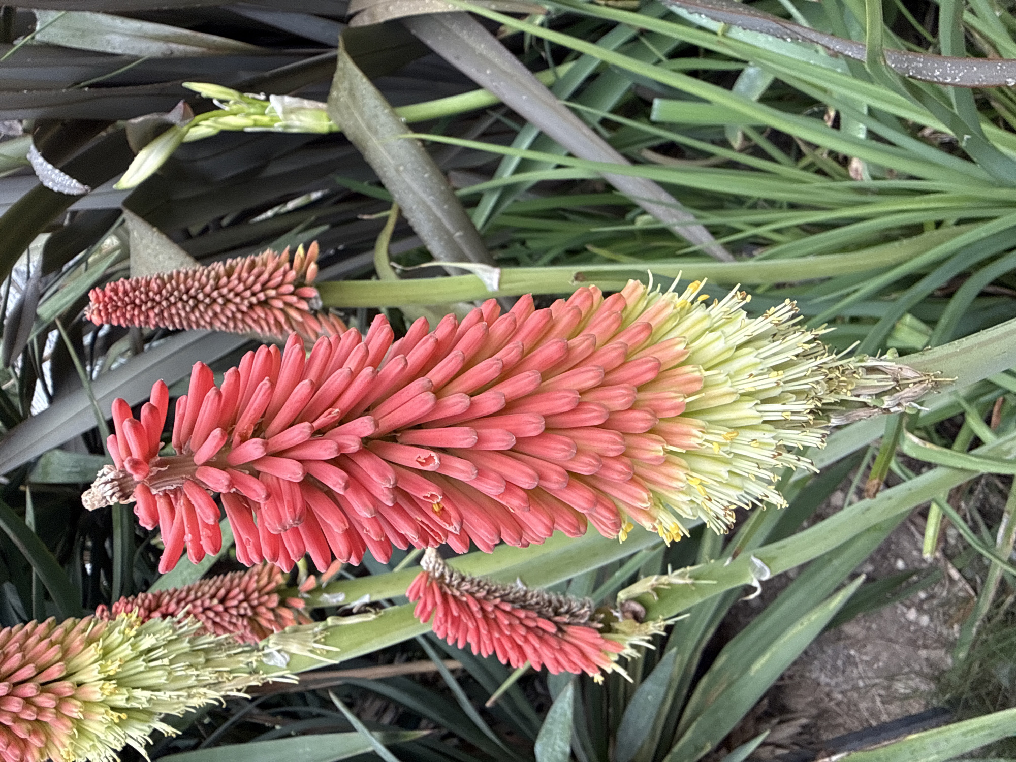 The image shows a close-up of Red Hot Poker plants, with their distinctive red and yellow flower spikes. The plants are surrounded by green and dark leaves. The location is a garden, likely in an urban setting, but the specific city is unknown. There are no people visible in the image. The primary subjects are the plants themselves, with a focus on the colorful flower spikes in varying stages of bloom. The environment suggests a well-maintained garden or planted area.
