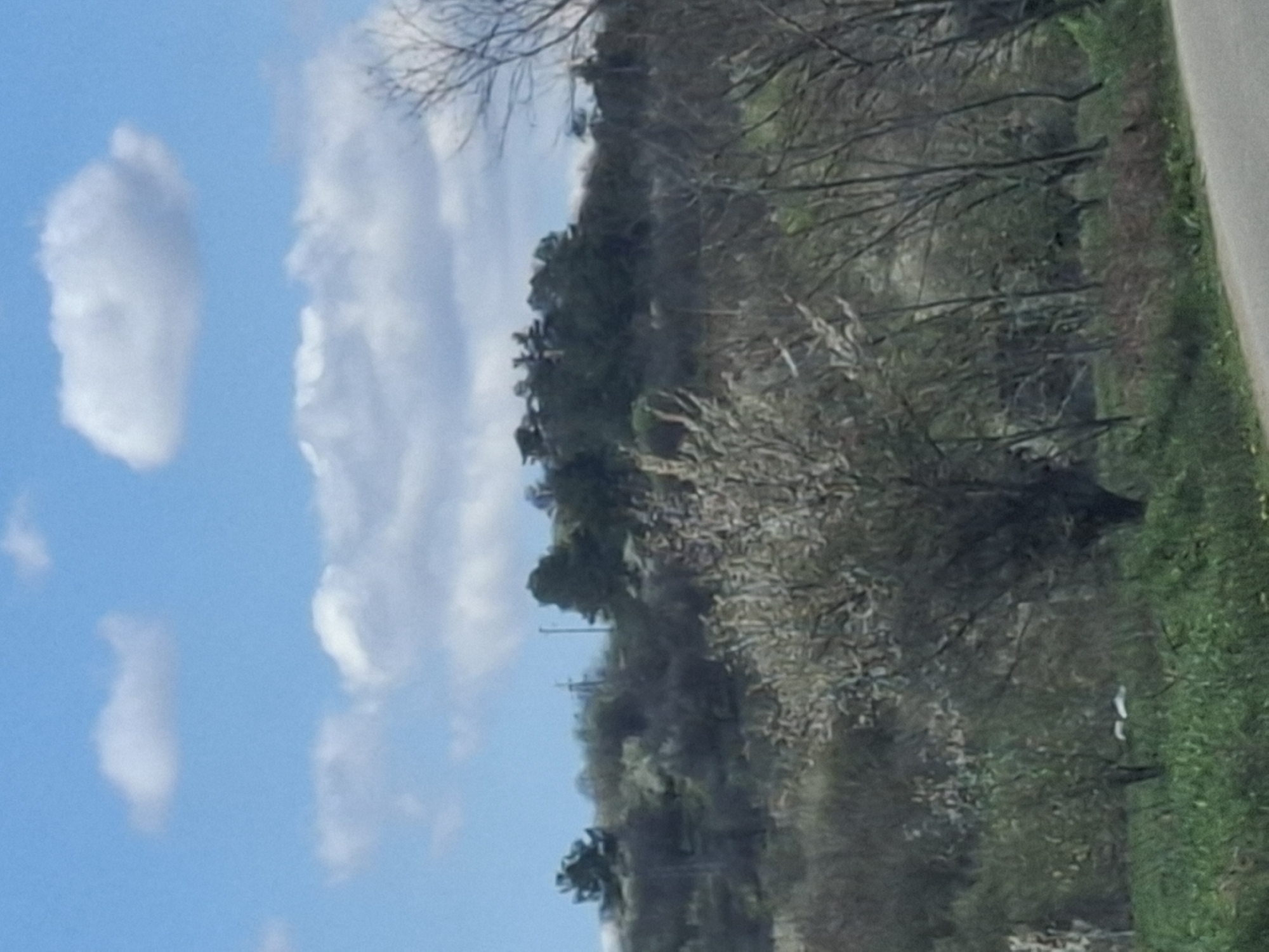 The image depicts a landscape featuring a blue sky with scattered clouds in the left portion of the frame. A line of trees and greenery extends across the right side, with a mix of bare and leafed trees. The scene appears to be taken from a roadside view, as a paved surface is visible on the extreme right. Electrical poles are visible along the horizon. The image does not contain enough information to identify any specific subjects, objects, actions, interactions, and the environment in the city of Studeno Buche, Bulgaria.