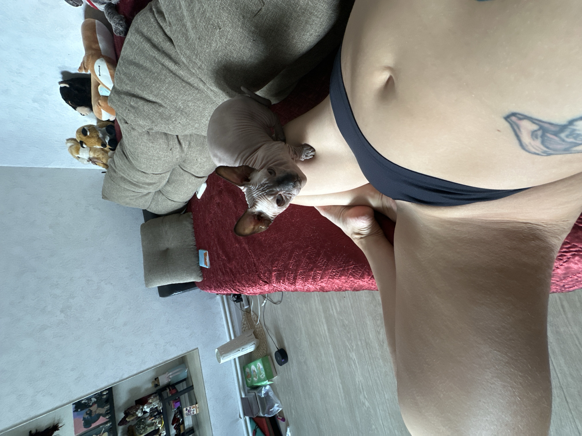 This is a top-down, medium shot of a person and a Sphynx cat on a bed. The person is wearing black underwear and is positioned in the right half of the frame, with their legs and midsection visible. A portion of a tattoo is visible on their stomach. The Sphynx cat is in the left half of the frame, sitting on the bed and looking towards the camera. The bed has a textured red blanket and a brown, quilted headboard or pillow. Behind the cat, several stuffed animals are visible, including what appears to be a fox, a black animal, and a tan animal with large ears. The room appears to be a bedroom with light-colored walls and a wooden floor. There are various items on the floor, including what looks like a shelf or rack with items on it, and some small boxes. The lighting suggests it is daytime. No specific weather is indicated. The overall emotion conveyed is casual and domestic. No visible text is present in the image.