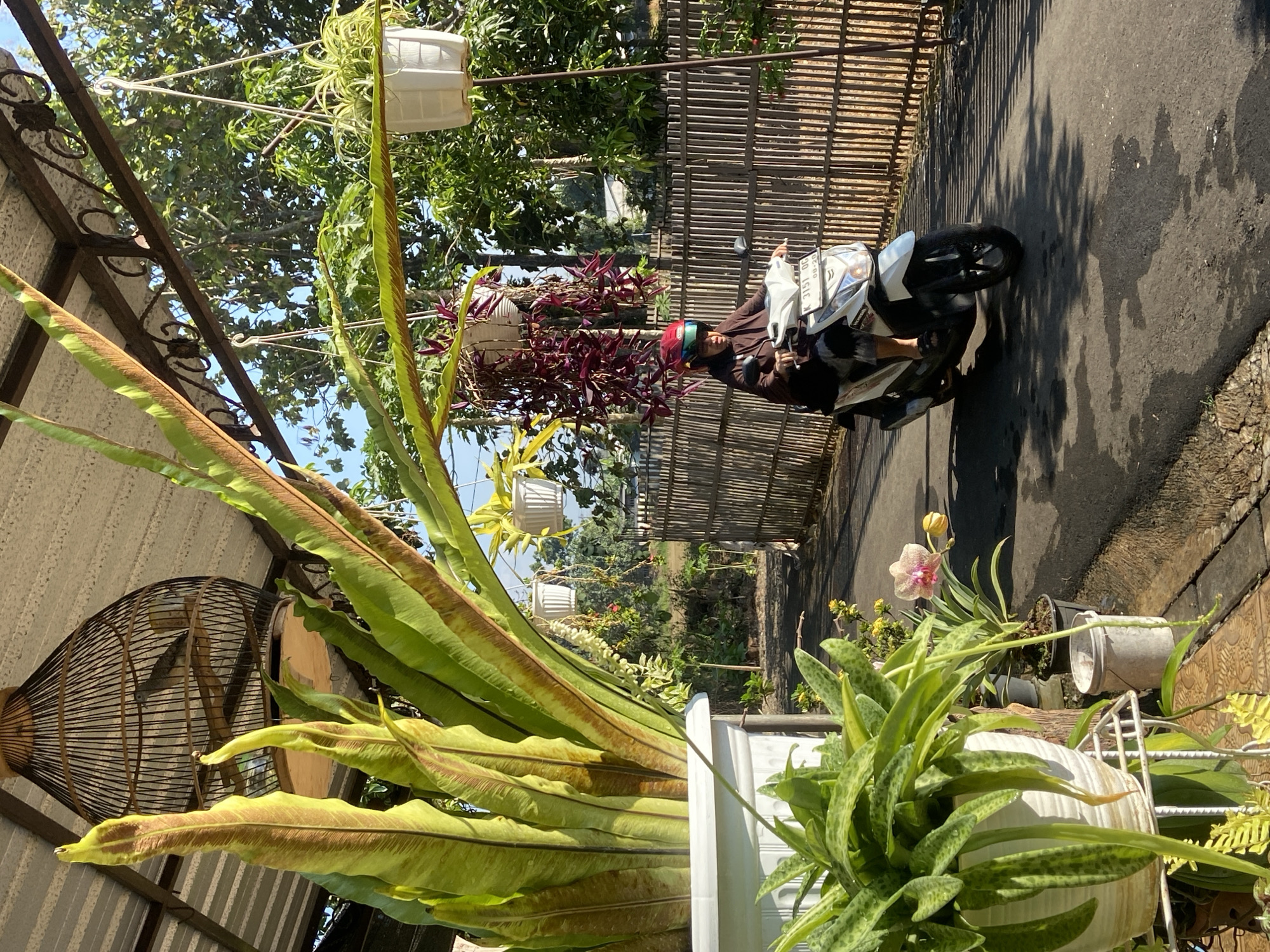 A person wearing a dark brown long-sleeved shirt and pants, and a red helmet is riding a white scooter on an asphalt road. The scooter has a license plate that reads "K 3151 OG 08-20". The road is bordered by a bamboo fence on the right and a variety of potted plants on the left. The scene is outdoors, under a canopy structure with a corrugated metal roof. Large green plants, possibly ferns, are in the foreground. In the background, there are trees and other vegetation, suggesting a rural or suburban setting. The lighting indicates it is daytime, with bright sunlight casting shadows on the road. This scene is located in Margorejo, Indonesia.